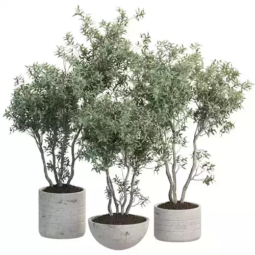 Indoor Plants Vol 298