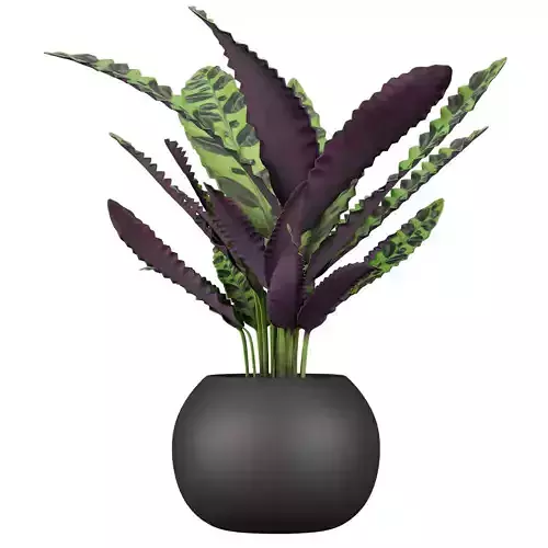 Collection plant vol 636 - Calathea Rattlesnake 3D model
