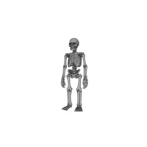 Standing Human Skeleton Structure 3D Printable 