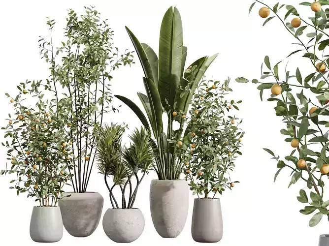 AV Indoor Plants Set 350 Olive Banana Yucca Bonsai Orange