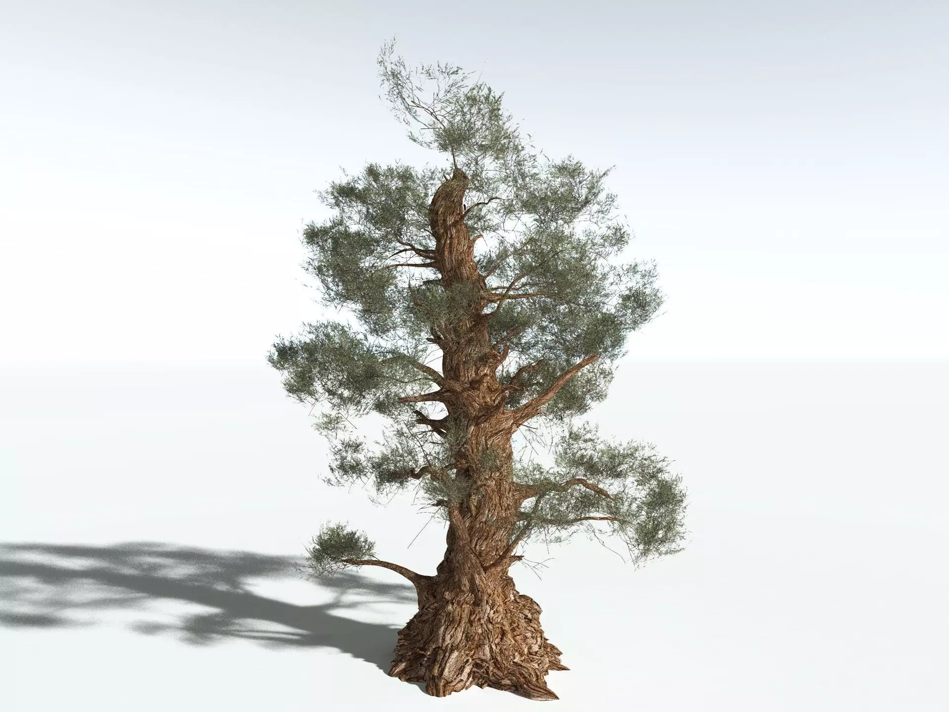 EVERYPlant Great Basin Bristlecone Pine 3D model_14
