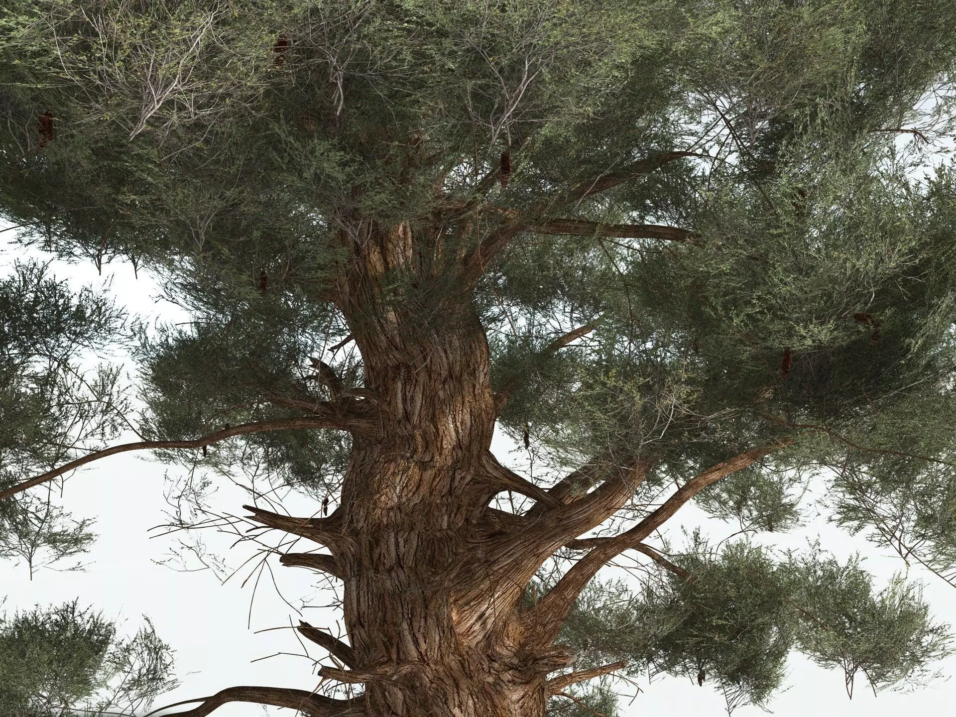 EVERYPlant Great Basin Bristlecone Pine 3D model_1