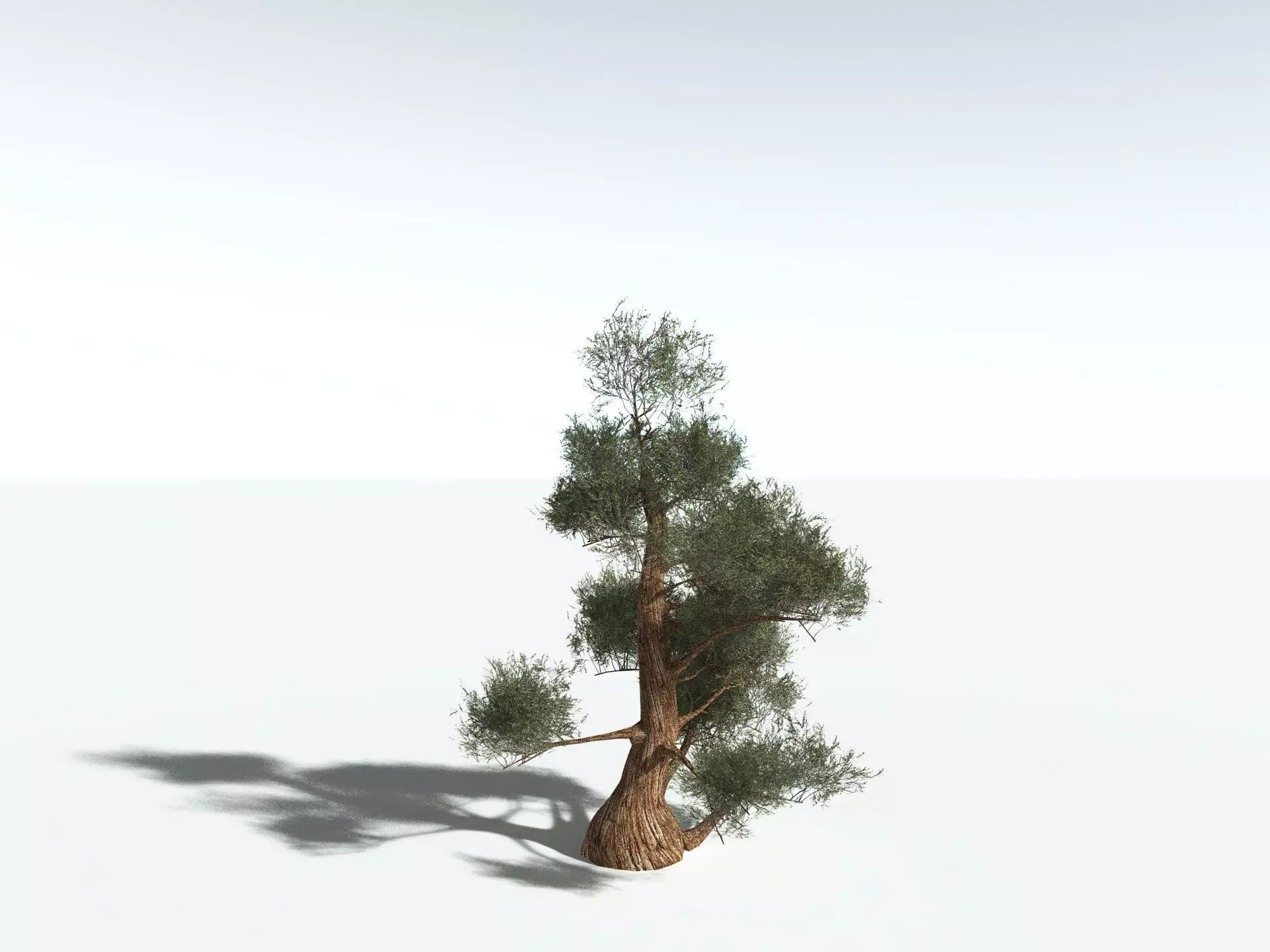 EVERYPlant Great Basin Bristlecone Pine 3D model_27