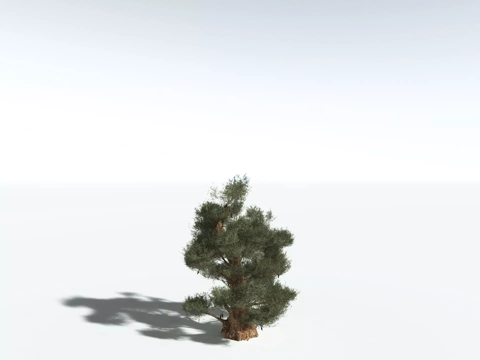 EVERYPlant Great Basin Bristlecone Pine 3D model_24