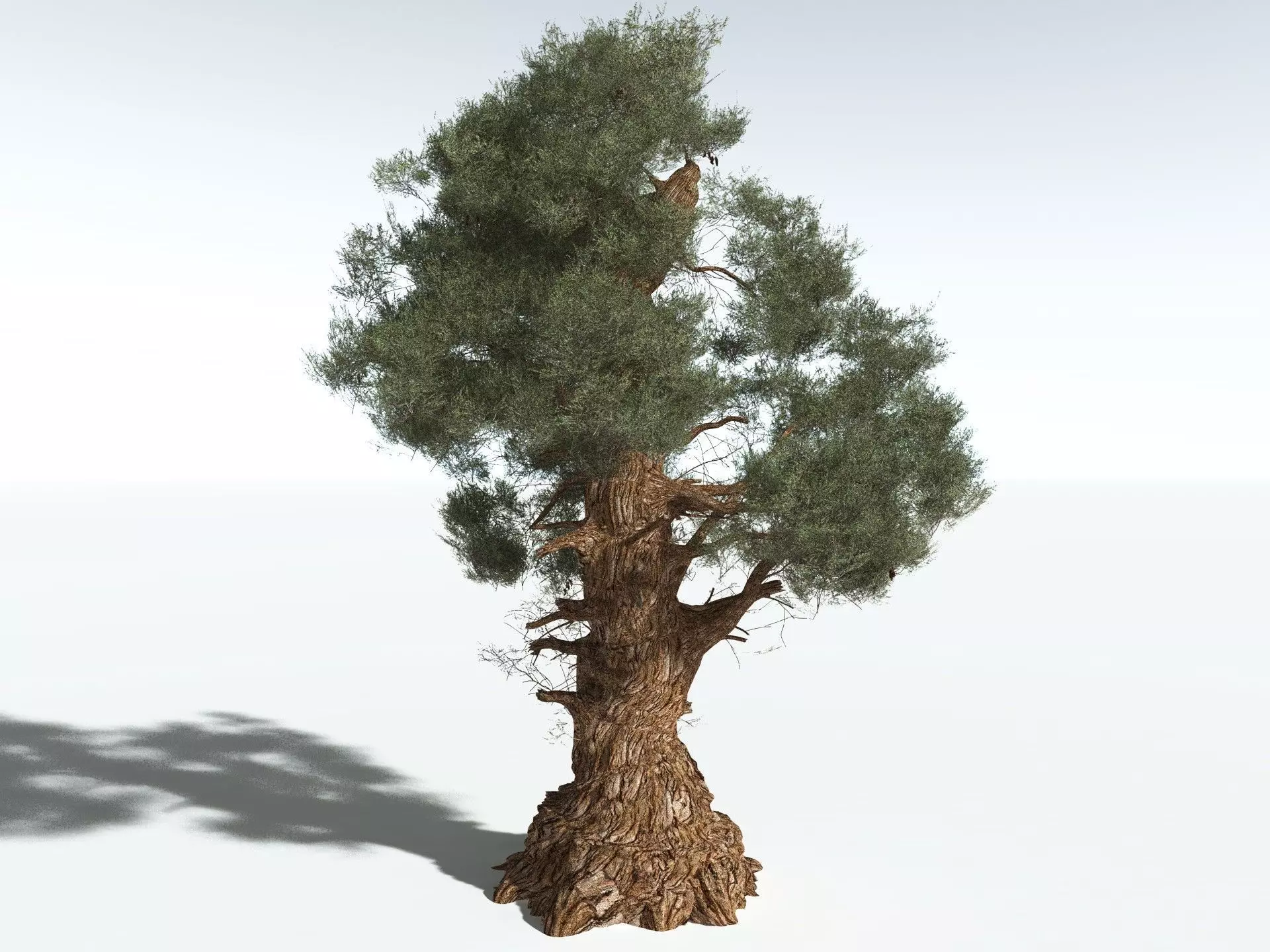 EVERYPlant Great Basin Bristlecone Pine 3D model_2