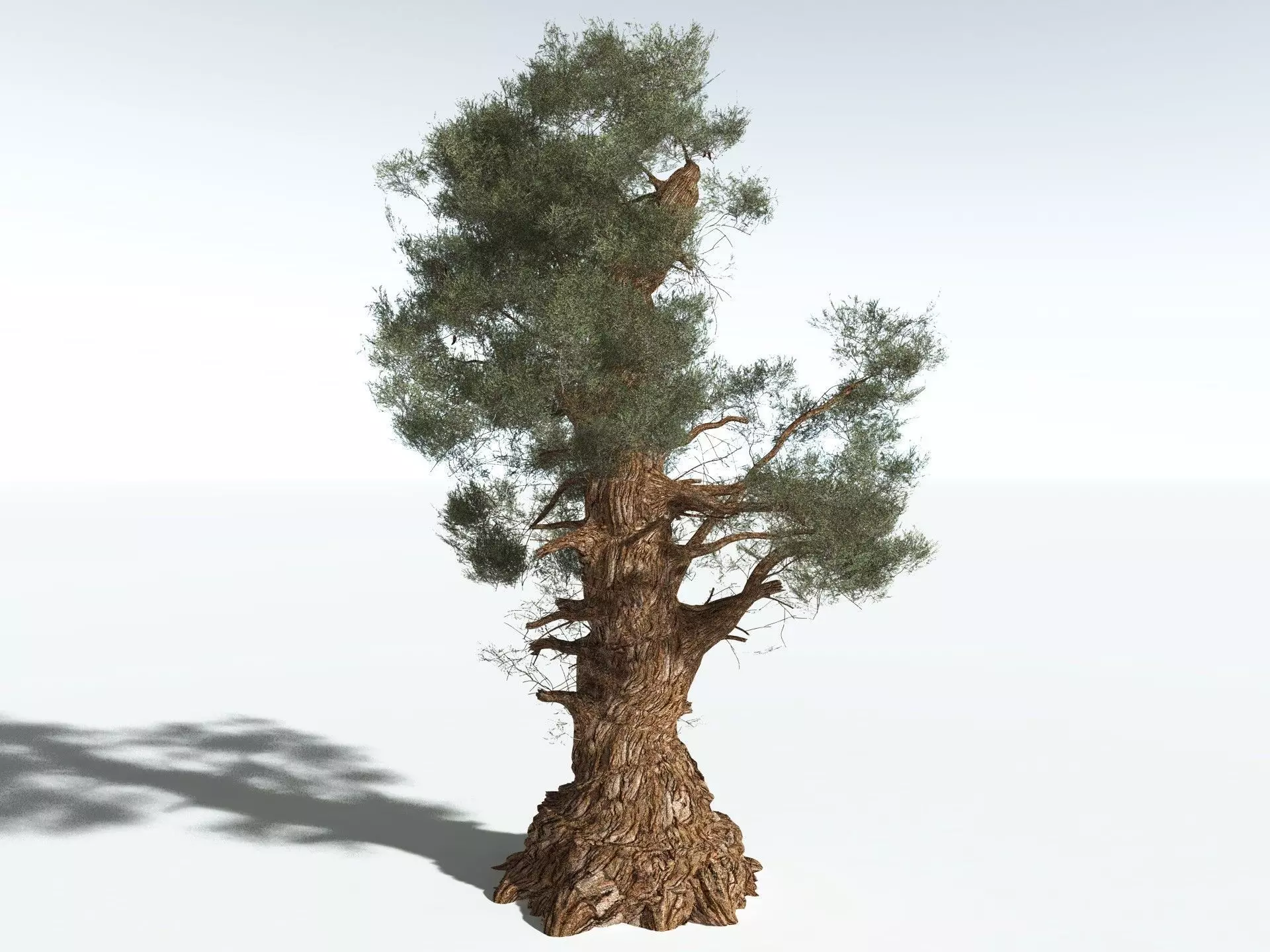EVERYPlant Great Basin Bristlecone Pine 3D model_12
