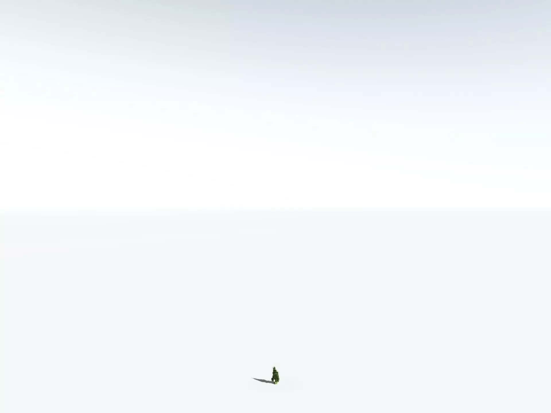 EVERYPlant Great Basin Bristlecone Pine 3D model_30