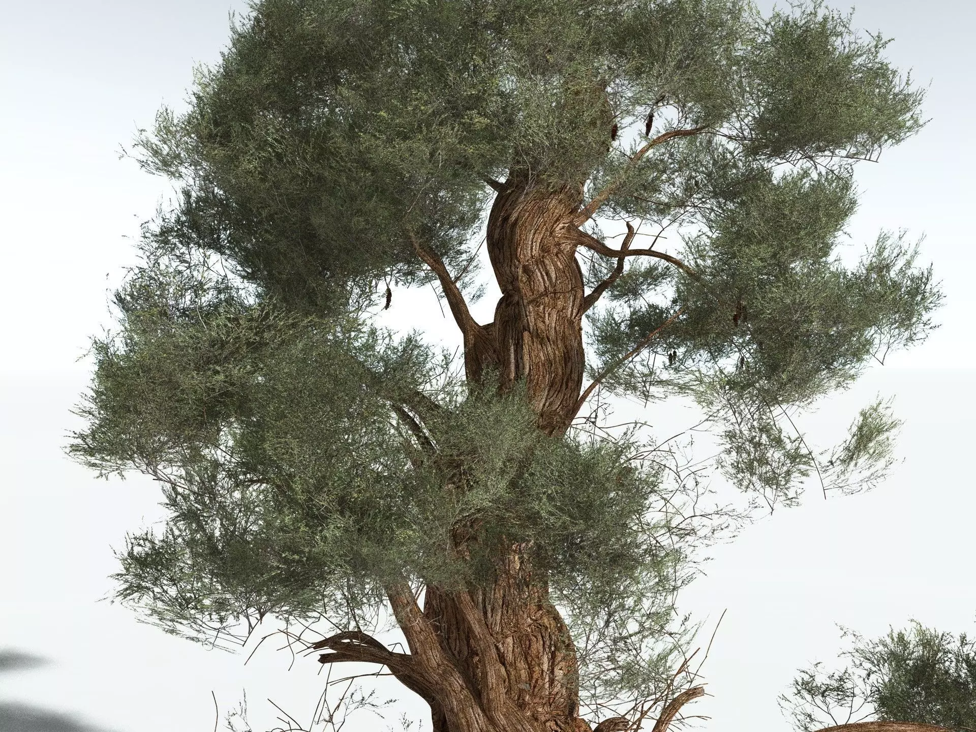 EVERYPlant Great Basin Bristlecone Pine 3D model_9