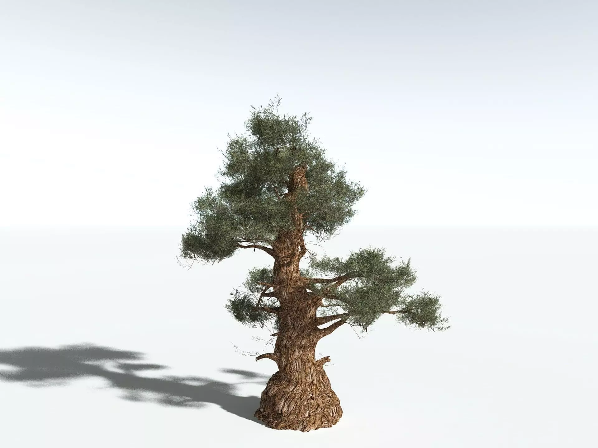 EVERYPlant Great Basin Bristlecone Pine 3D model_22
