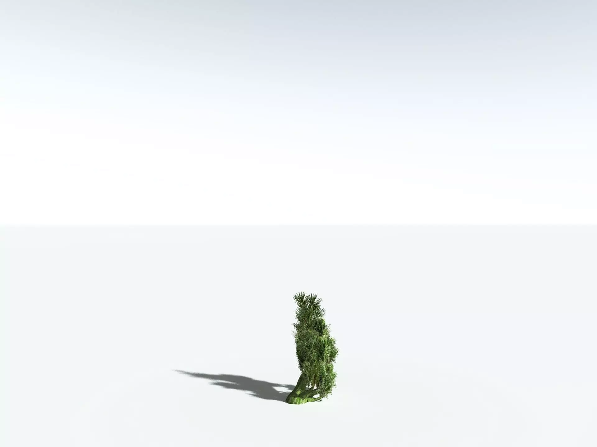 EVERYPlant Great Basin Bristlecone Pine 3D model_29