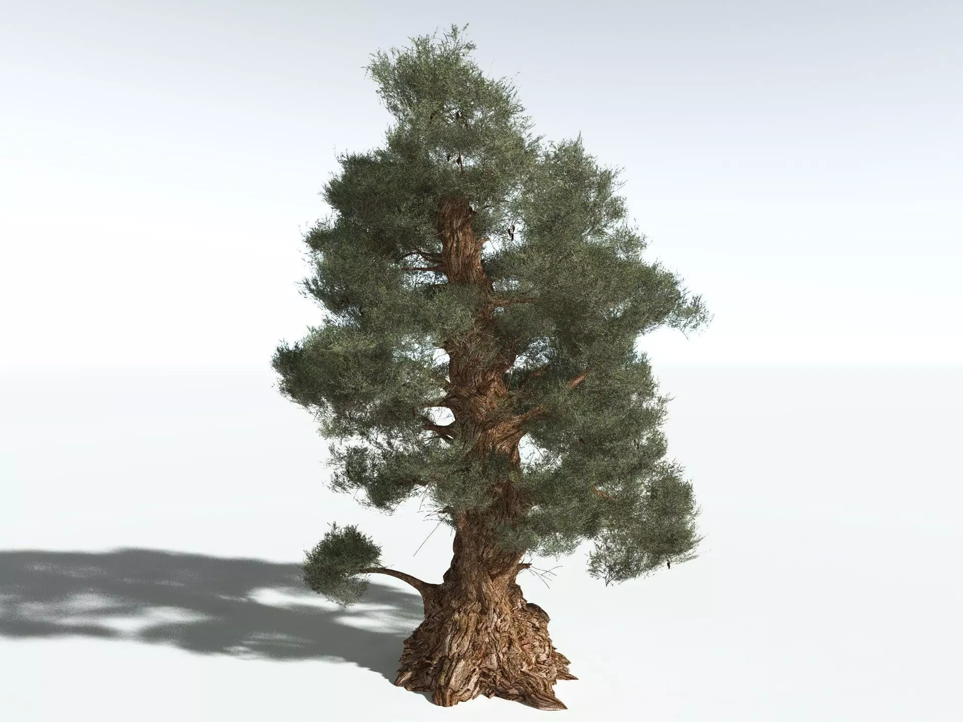 EVERYPlant Great Basin Bristlecone Pine 3D model_4