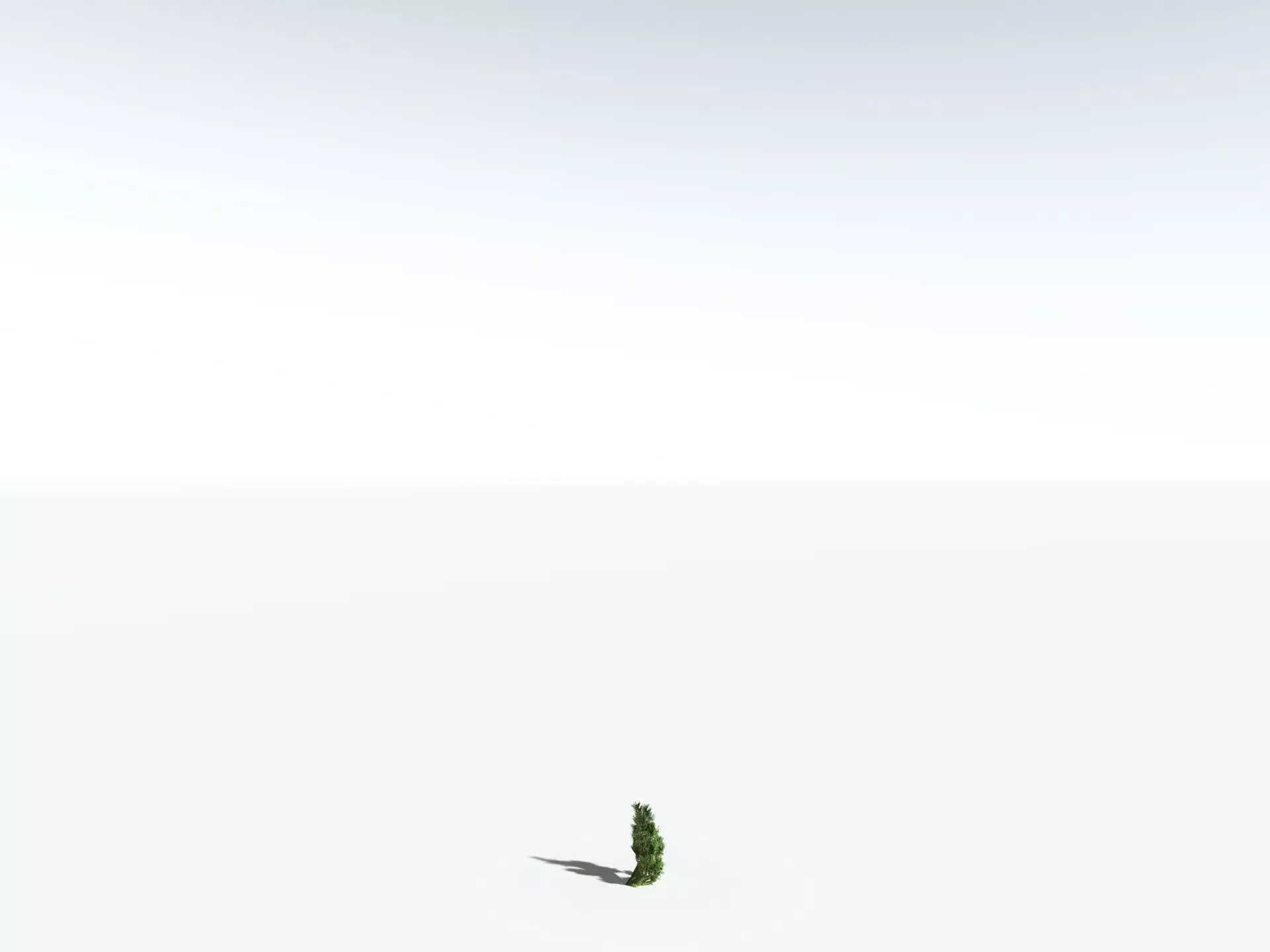 EVERYPlant Great Basin Bristlecone Pine 3D model_28