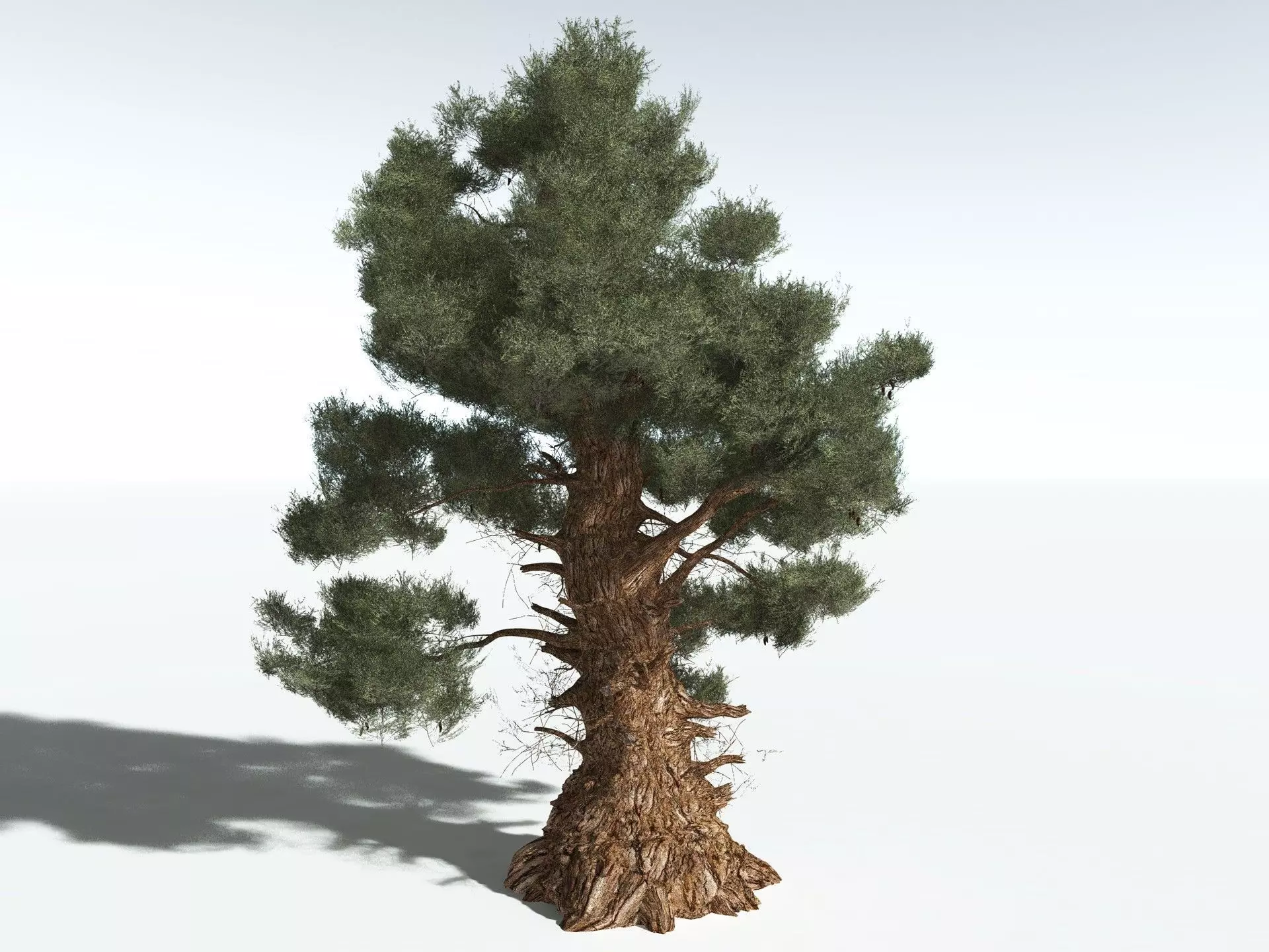 EVERYPlant Great Basin Bristlecone Pine 3D model_10