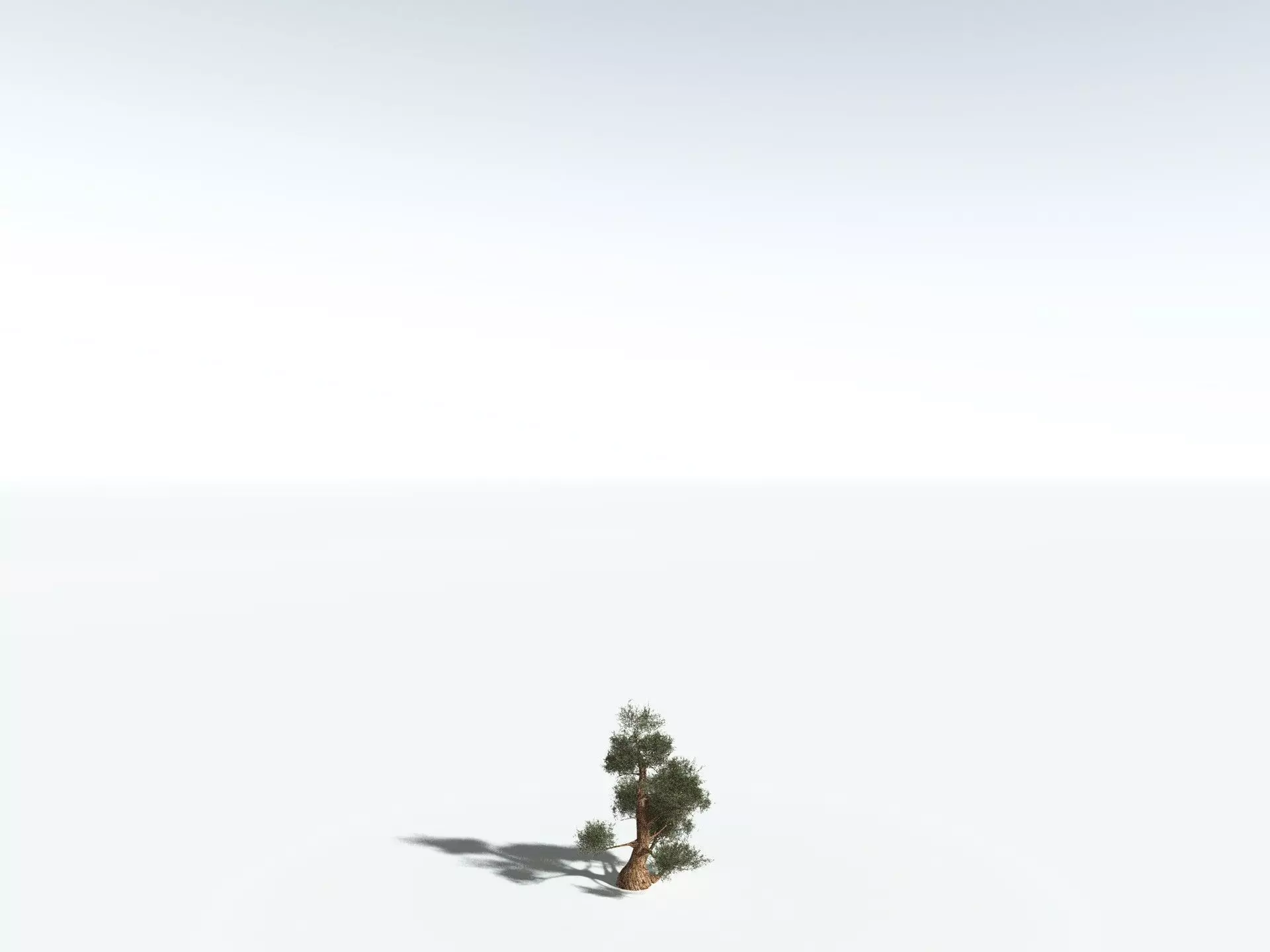 EVERYPlant Great Basin Bristlecone Pine 3D model_26