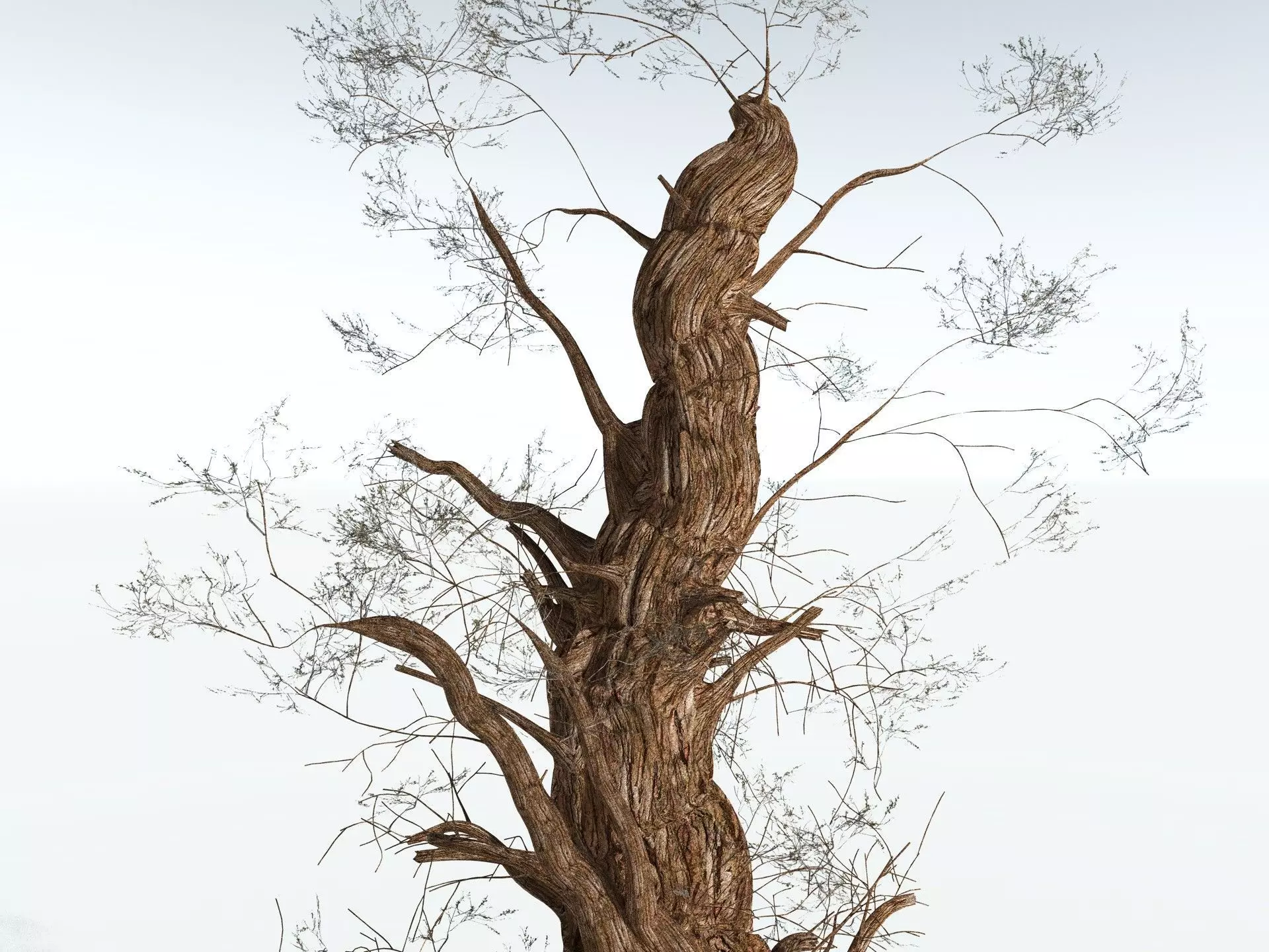 EVERYPlant Great Basin Bristlecone Pine 3D model_19
