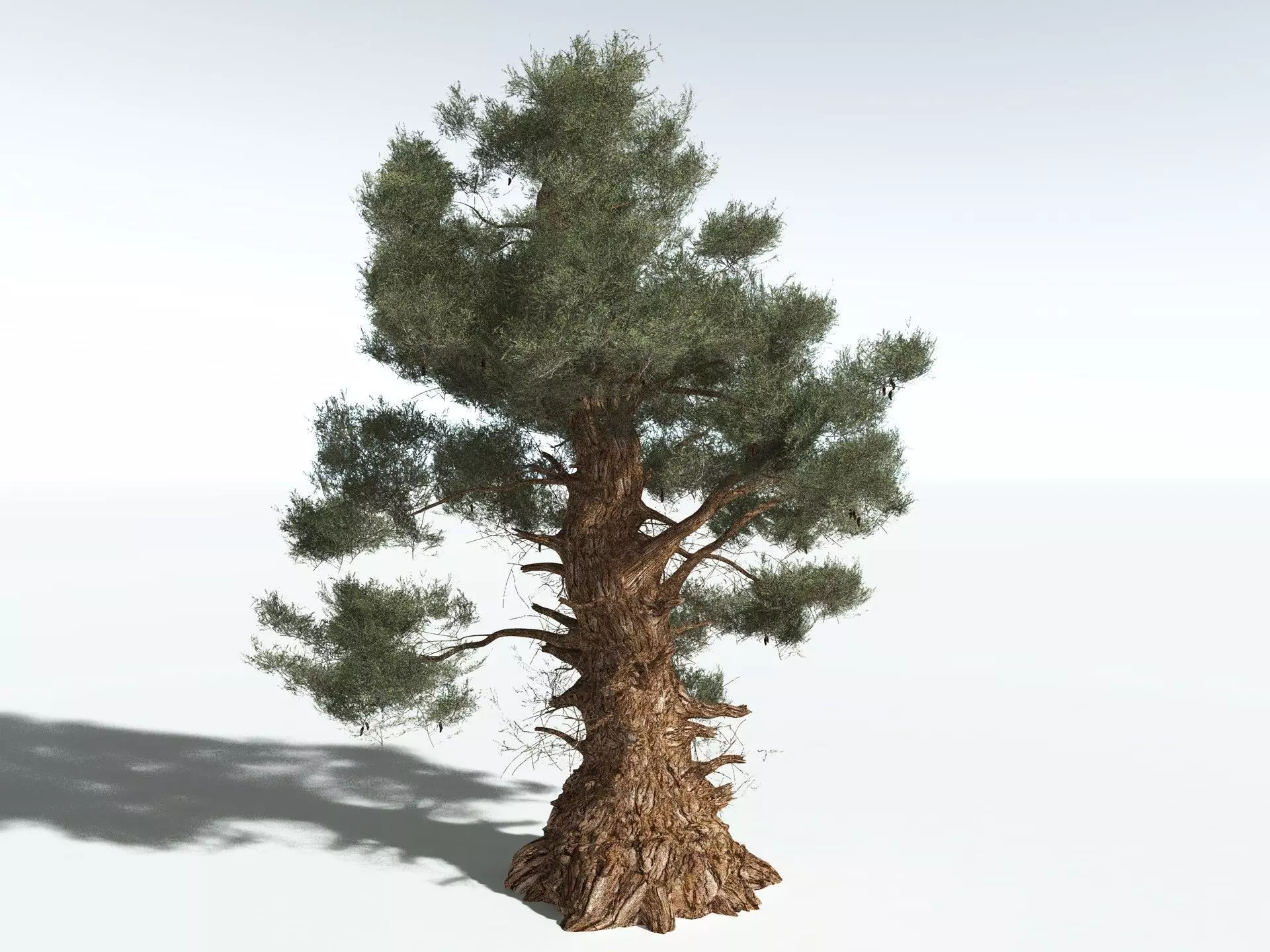 EVERYPlant Great Basin Bristlecone Pine 3D model_0