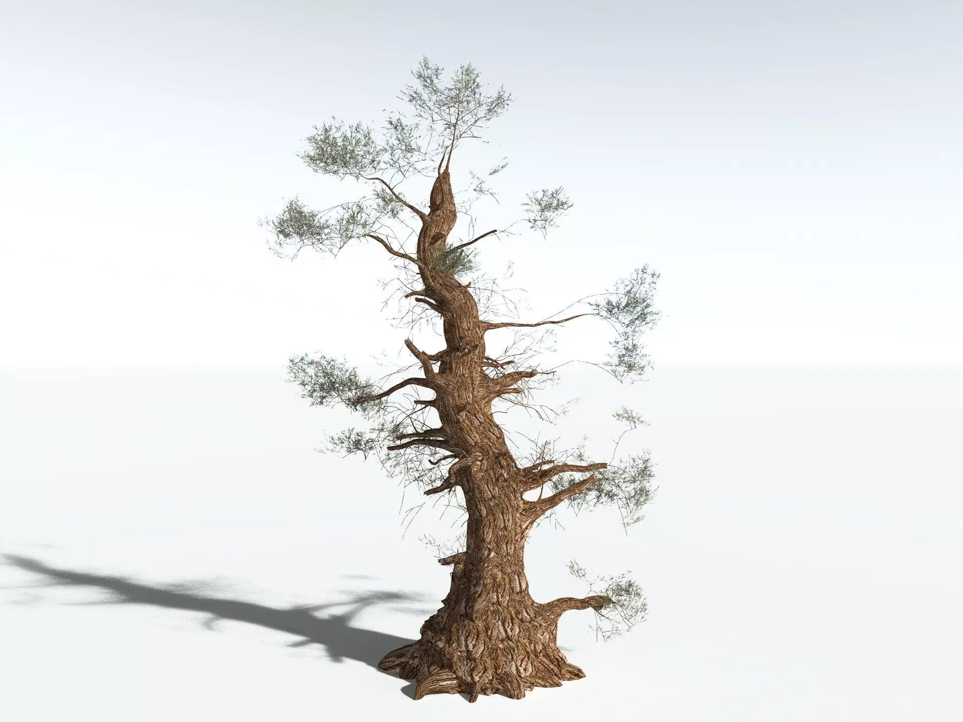 EVERYPlant Great Basin Bristlecone Pine 3D model_16