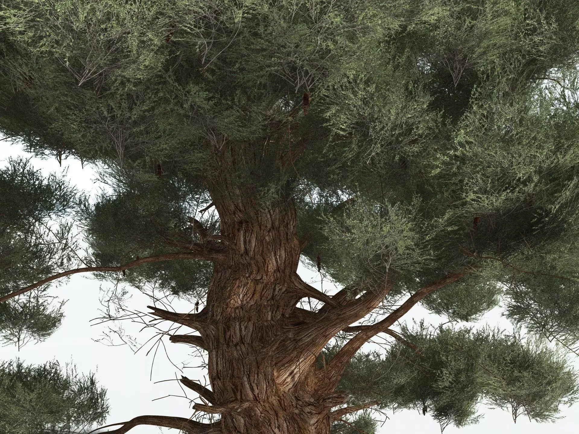 EVERYPlant Great Basin Bristlecone Pine 3D model_11