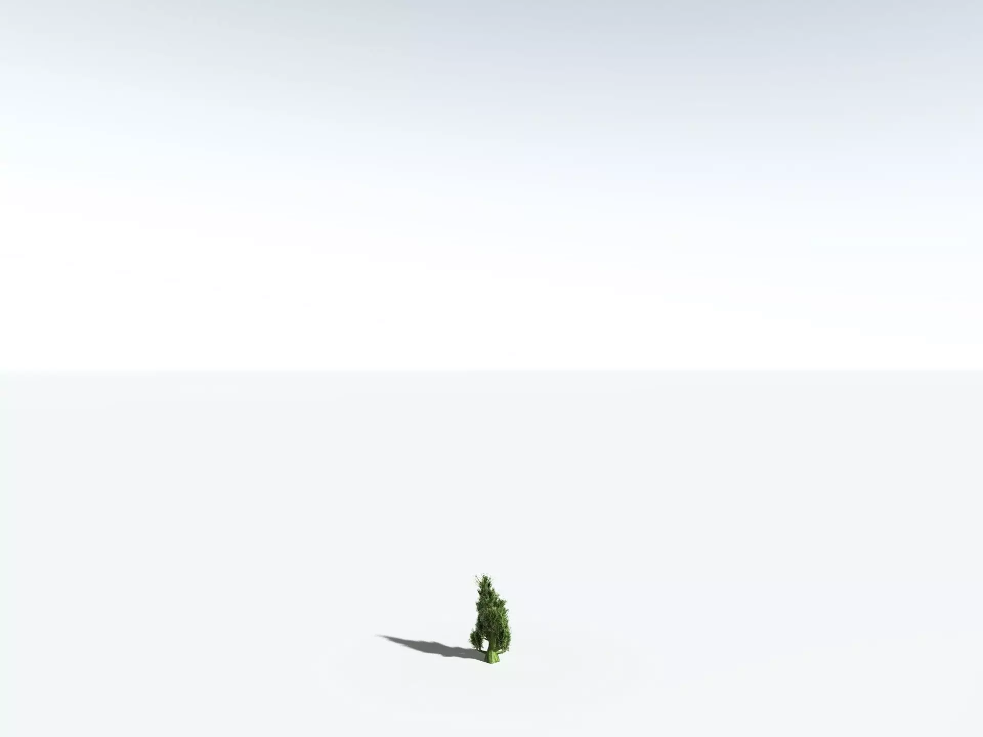 EVERYPlant Great Basin Bristlecone Pine 3D model_31