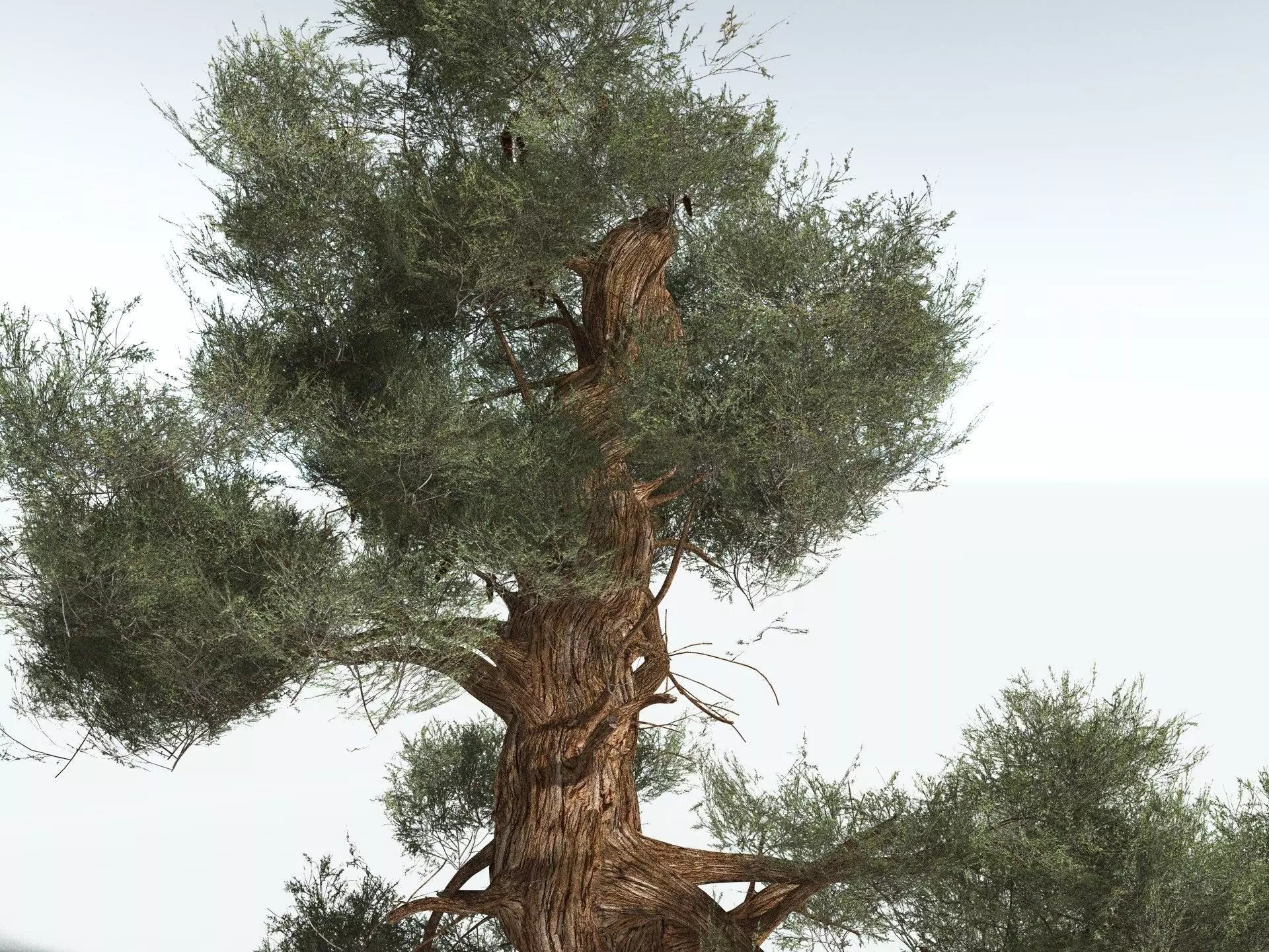 EVERYPlant Great Basin Bristlecone Pine 3D model_23