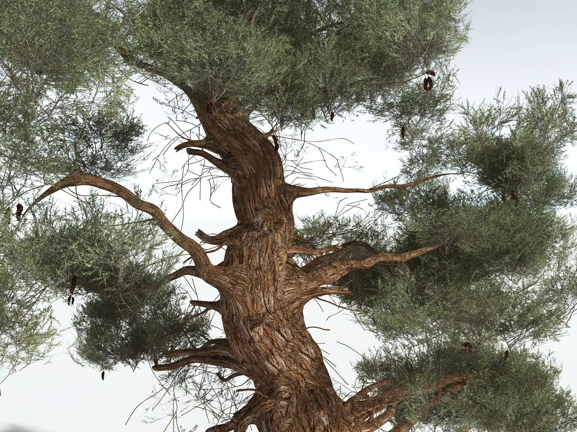 EVERYPlant Great Basin Bristlecone Pine 3D model_7