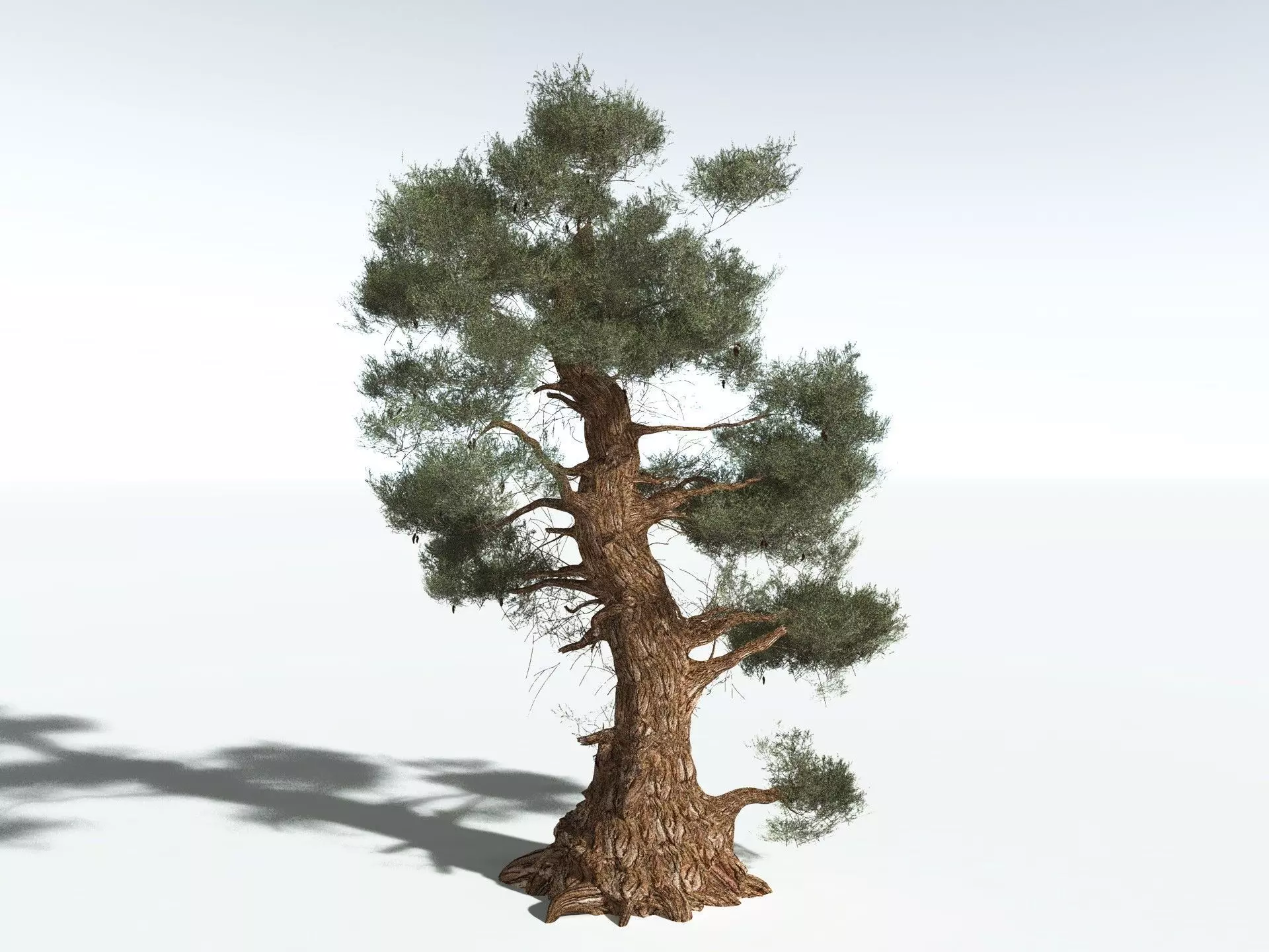EVERYPlant Great Basin Bristlecone Pine 3D model_6