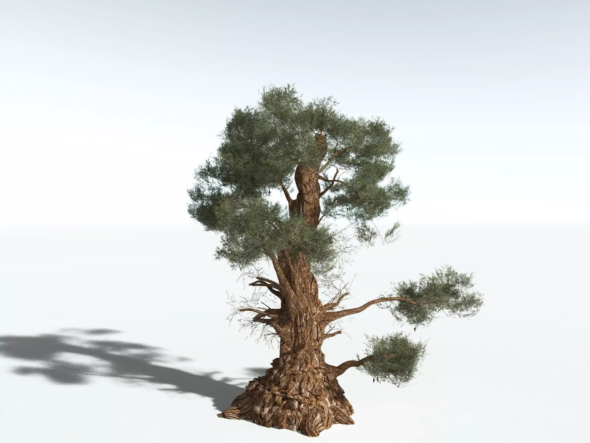 EVERYPlant Great Basin Bristlecone Pine 3D model_8