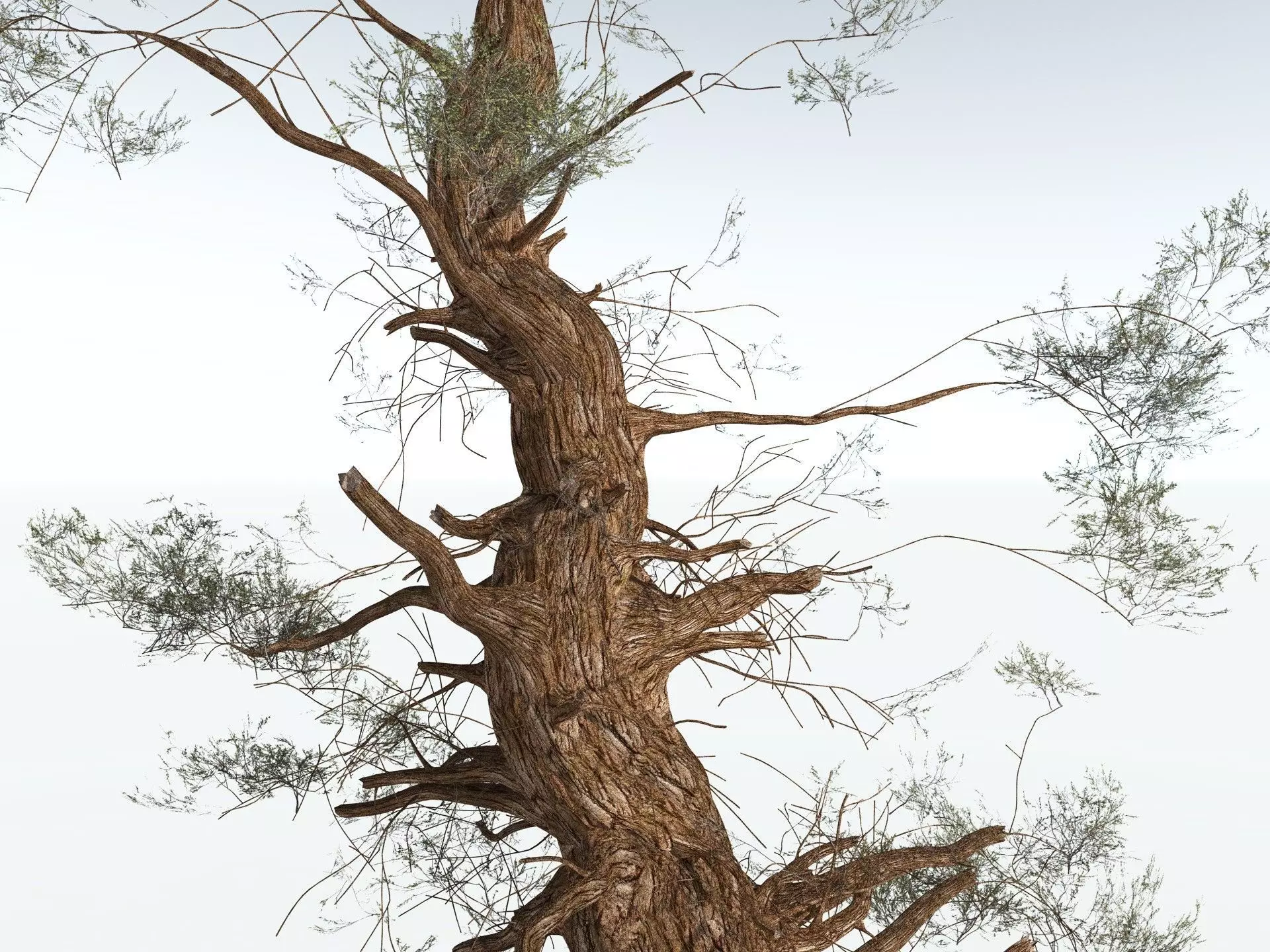 EVERYPlant Great Basin Bristlecone Pine 3D model_17
