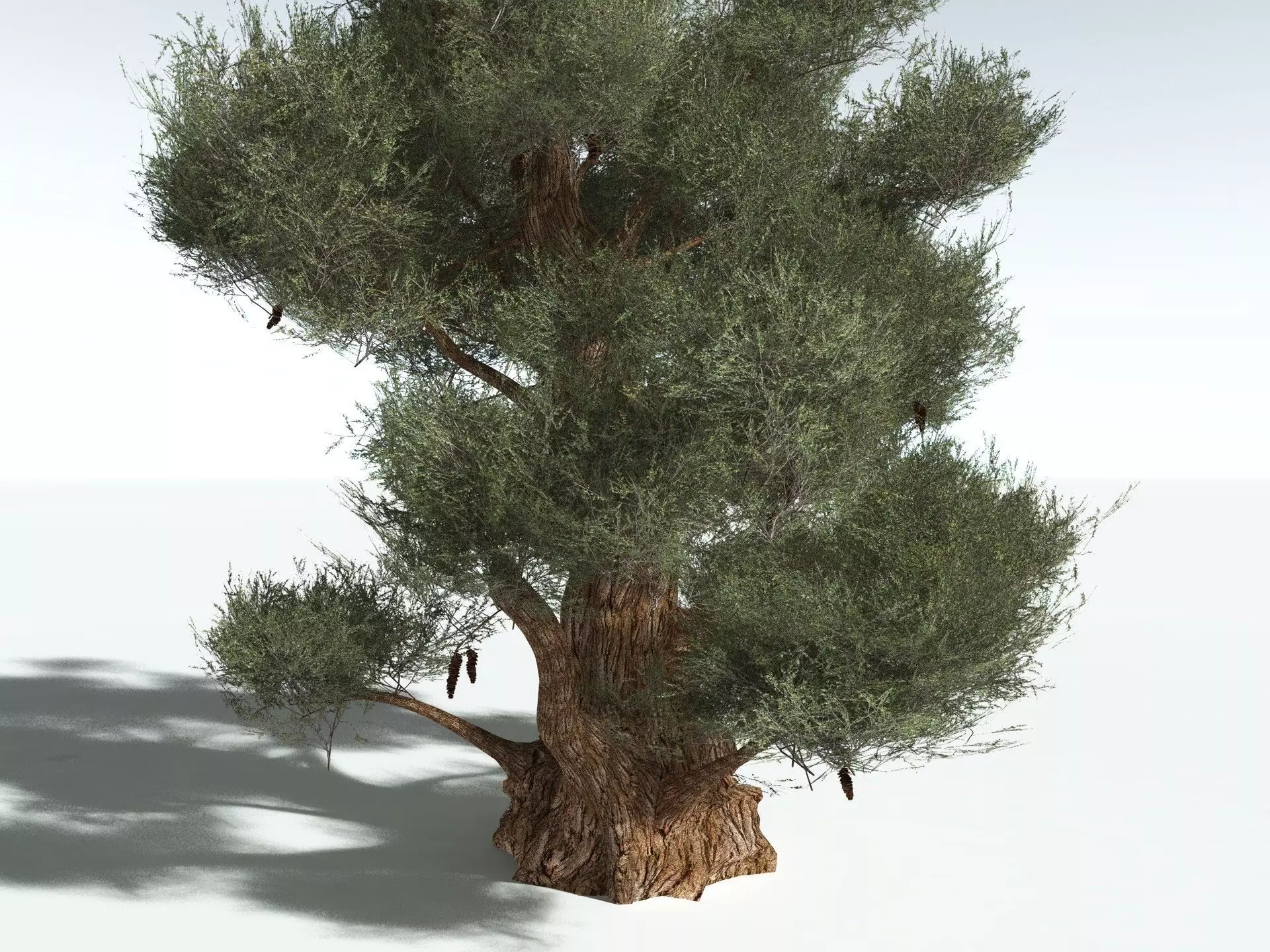 EVERYPlant Great Basin Bristlecone Pine 3D model_25