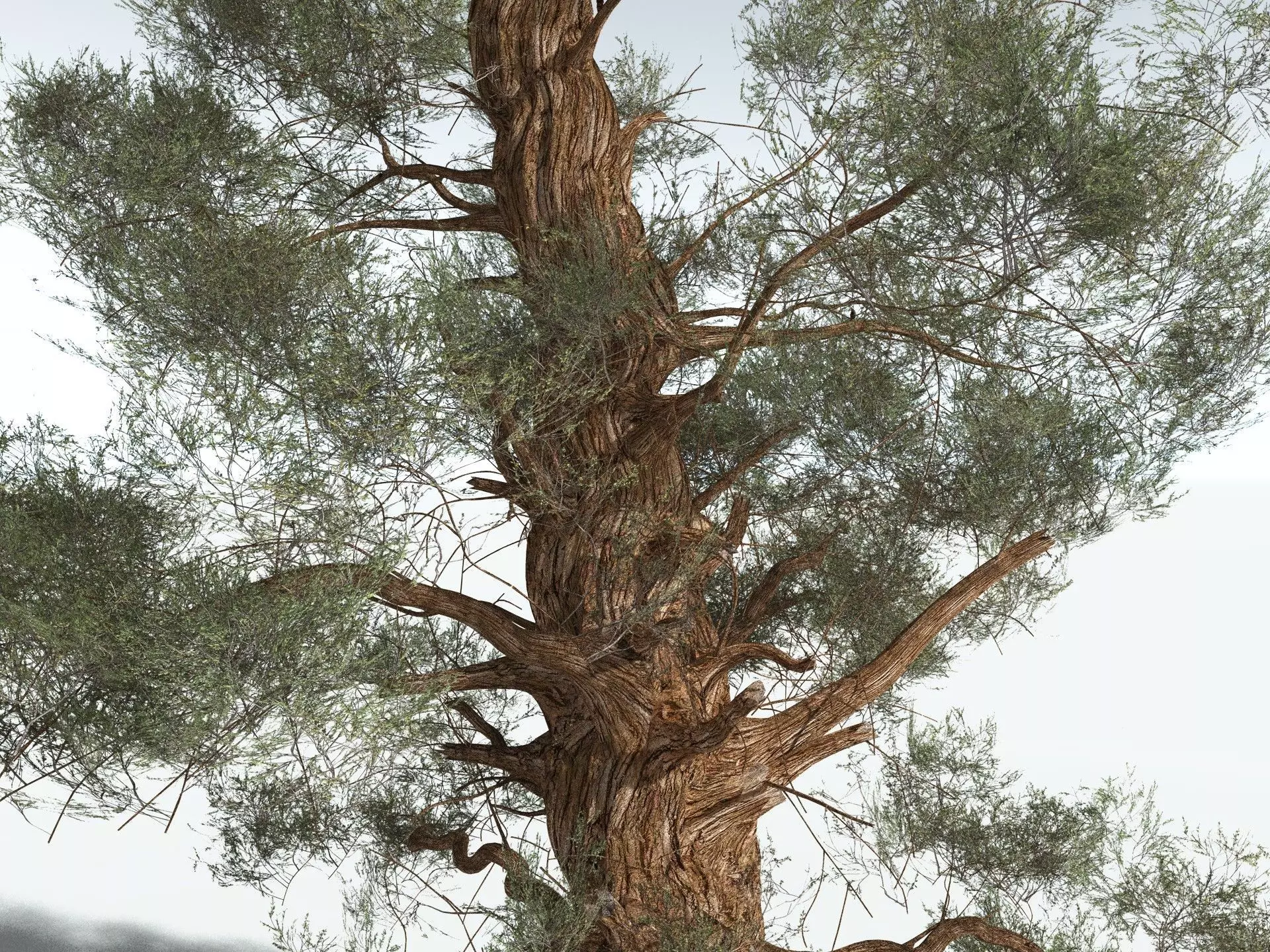 EVERYPlant Great Basin Bristlecone Pine 3D model_15