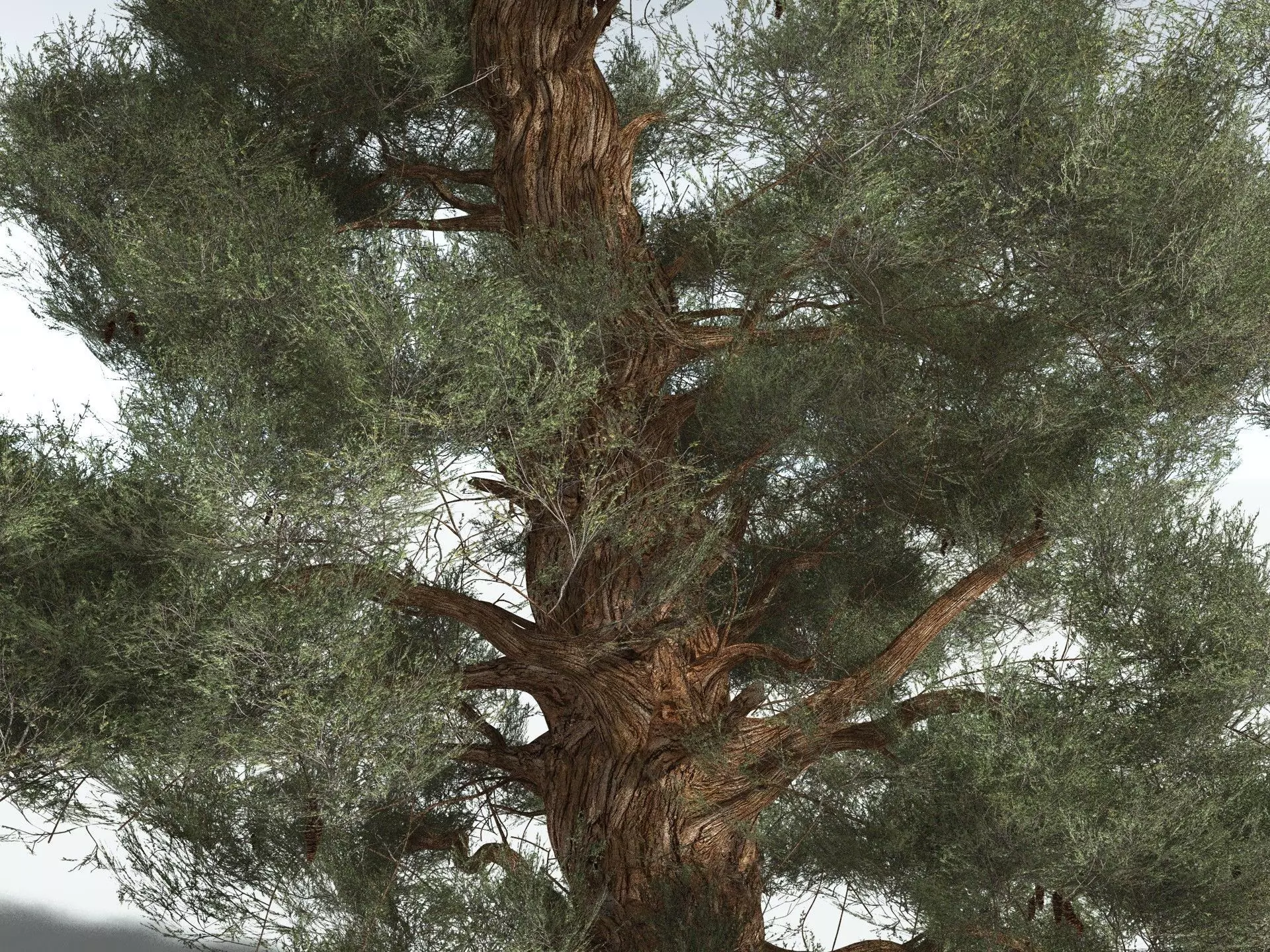 EVERYPlant Great Basin Bristlecone Pine 3D model_5