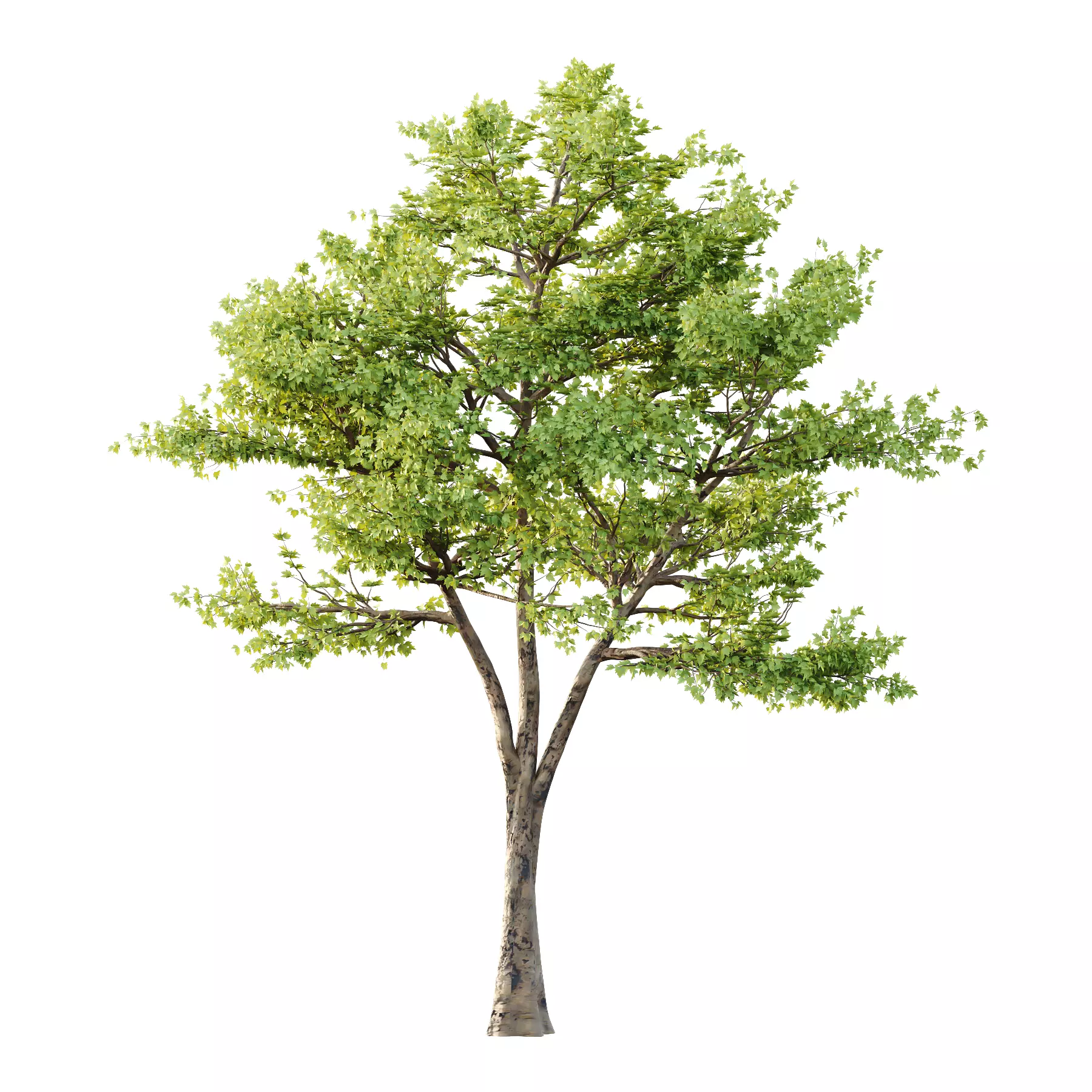 Sycamore Platanus Tree 02 3D model_0