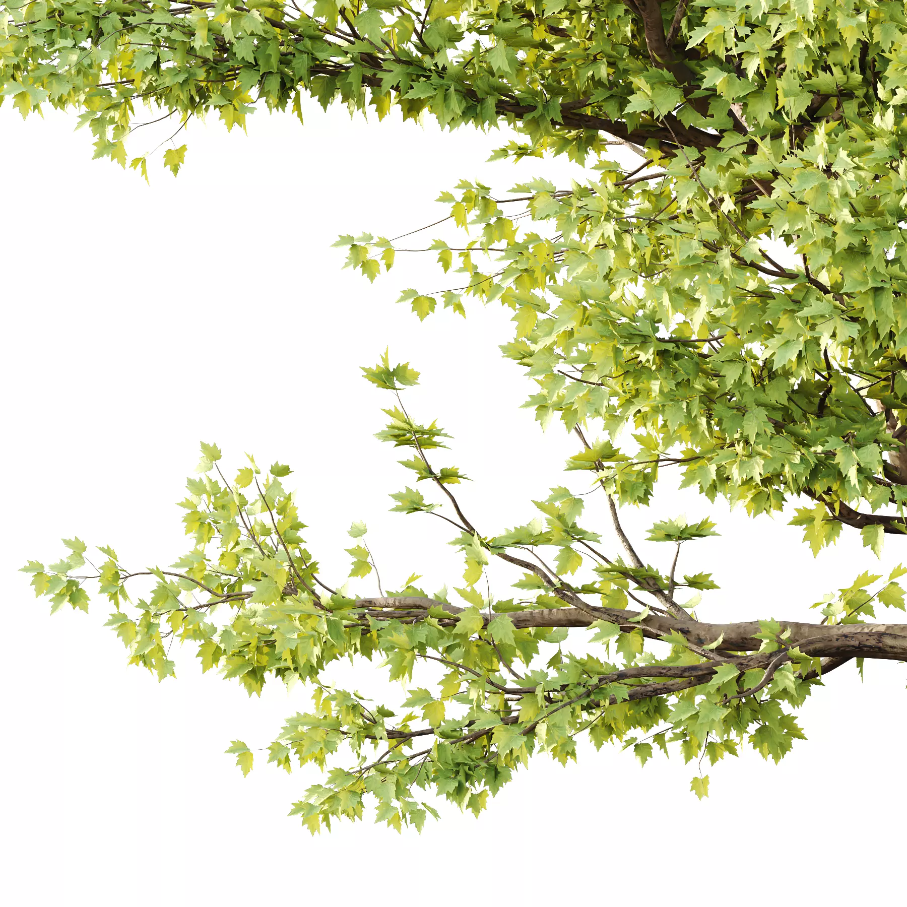 Sycamore Platanus Tree 02 3D model_1