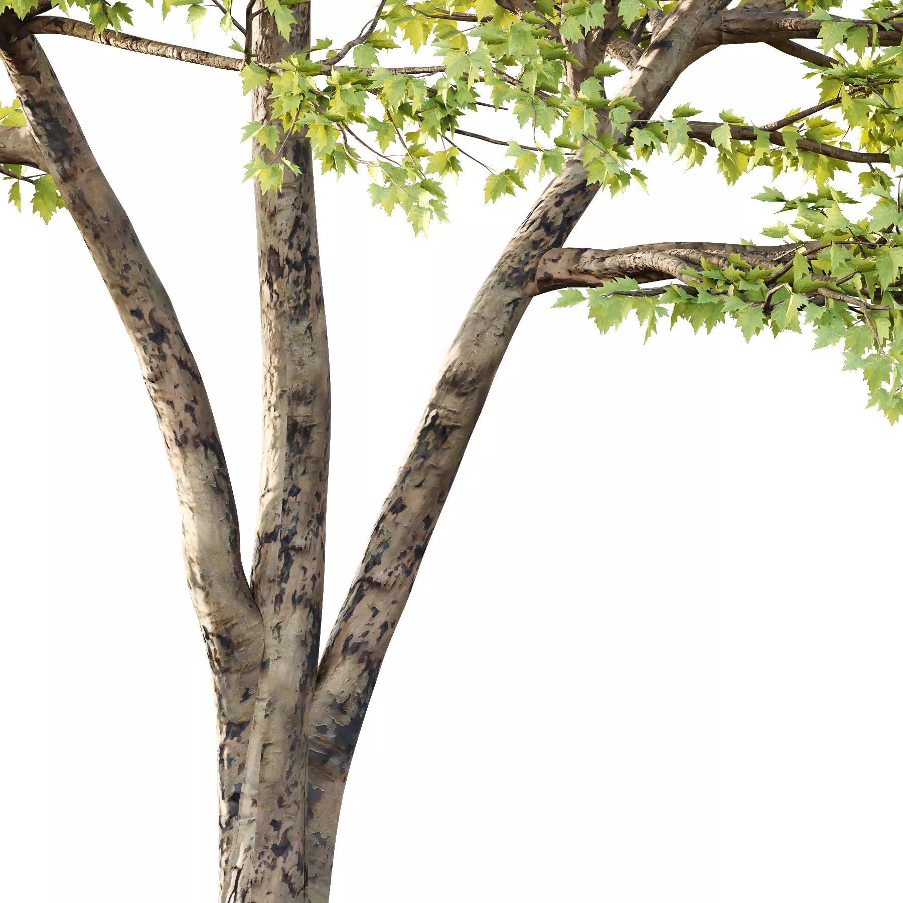 Sycamore Platanus Tree 02 3D model_2