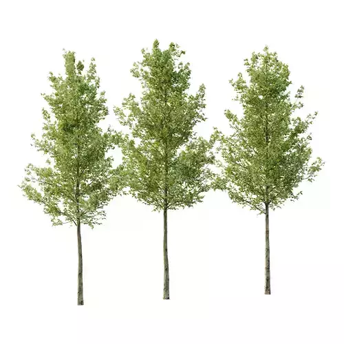 Sycamore Platanus Tree 05