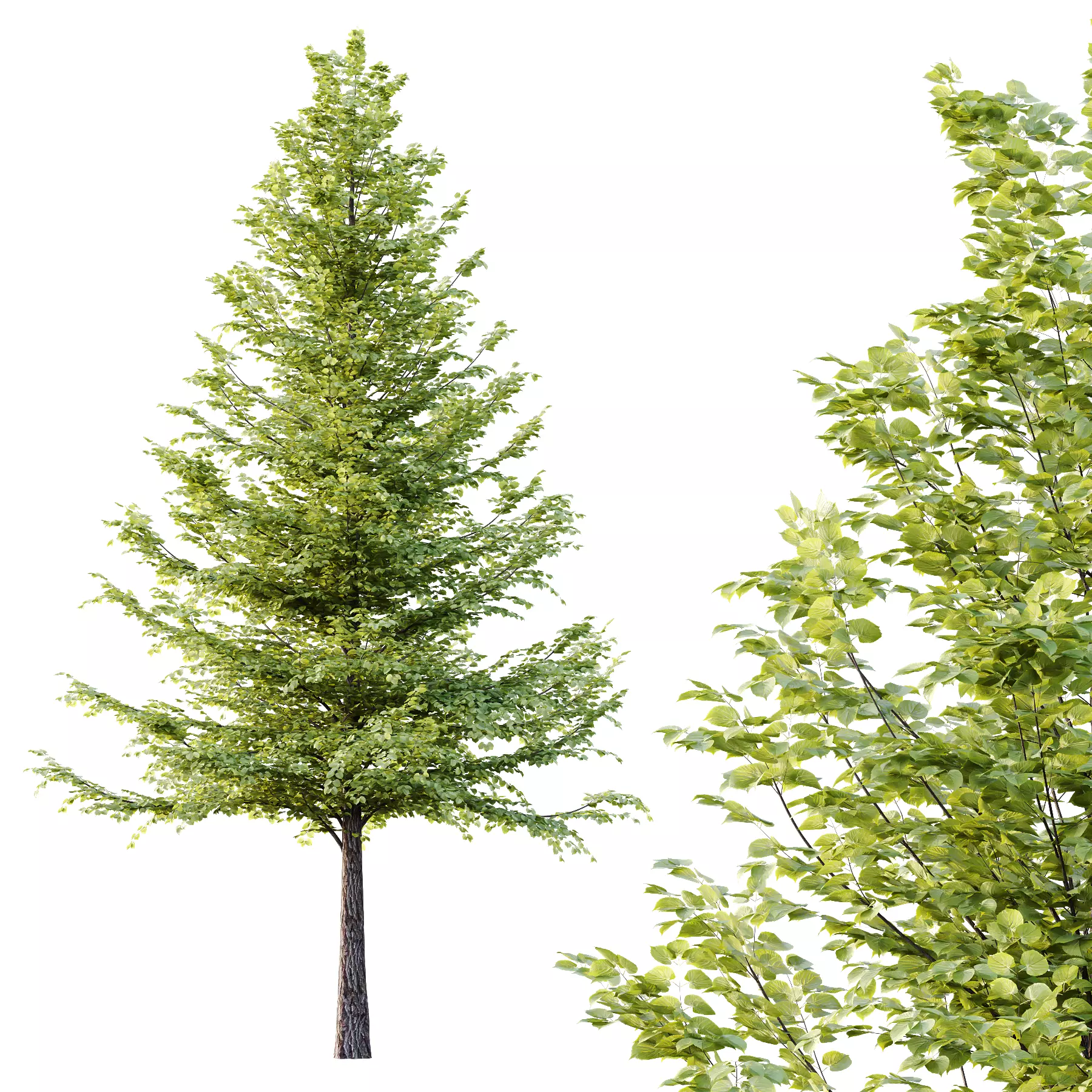 Tilia platyphyllos Tree 09 3D model_3