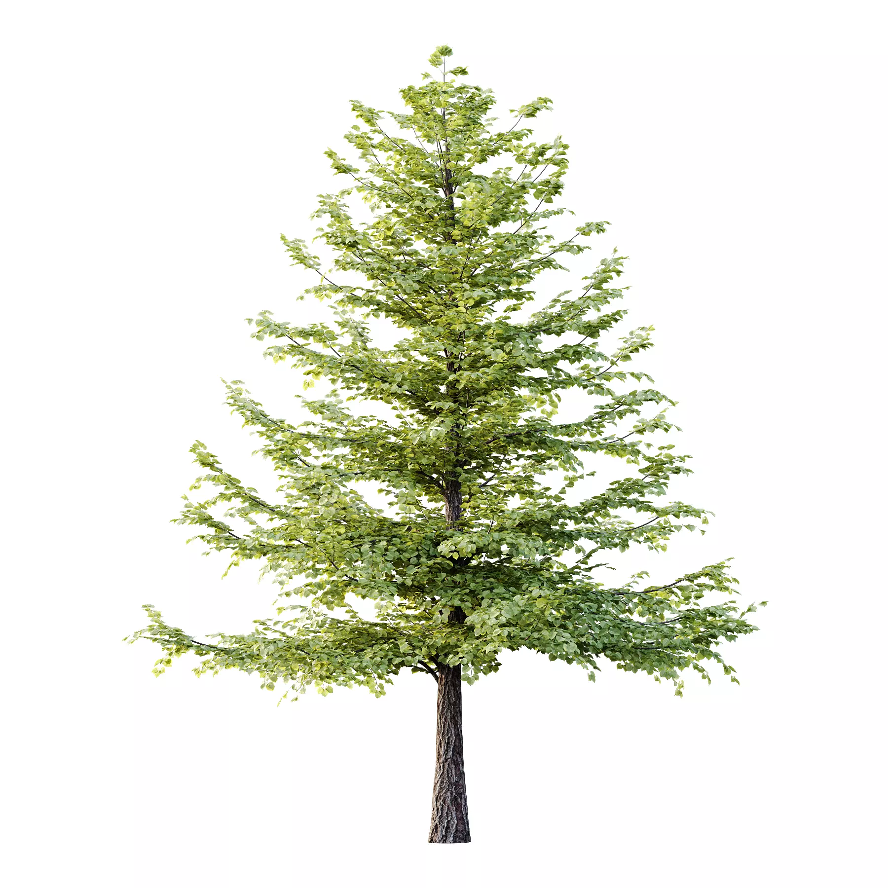 Tilia platyphyllos Tree 09 3D model_1