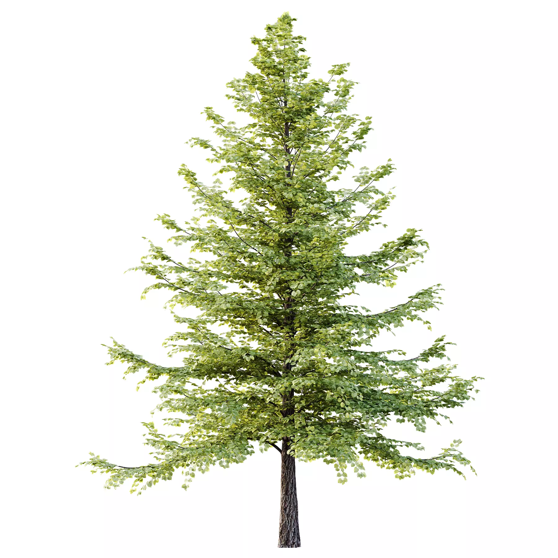 Tilia platyphyllos Tree 09 3D model_2