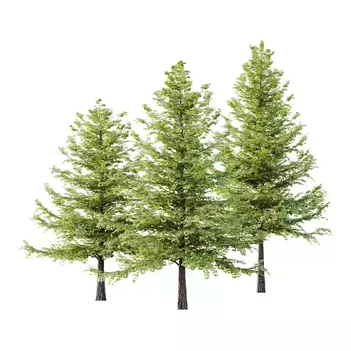 Tilia platyphyllos Tree 09