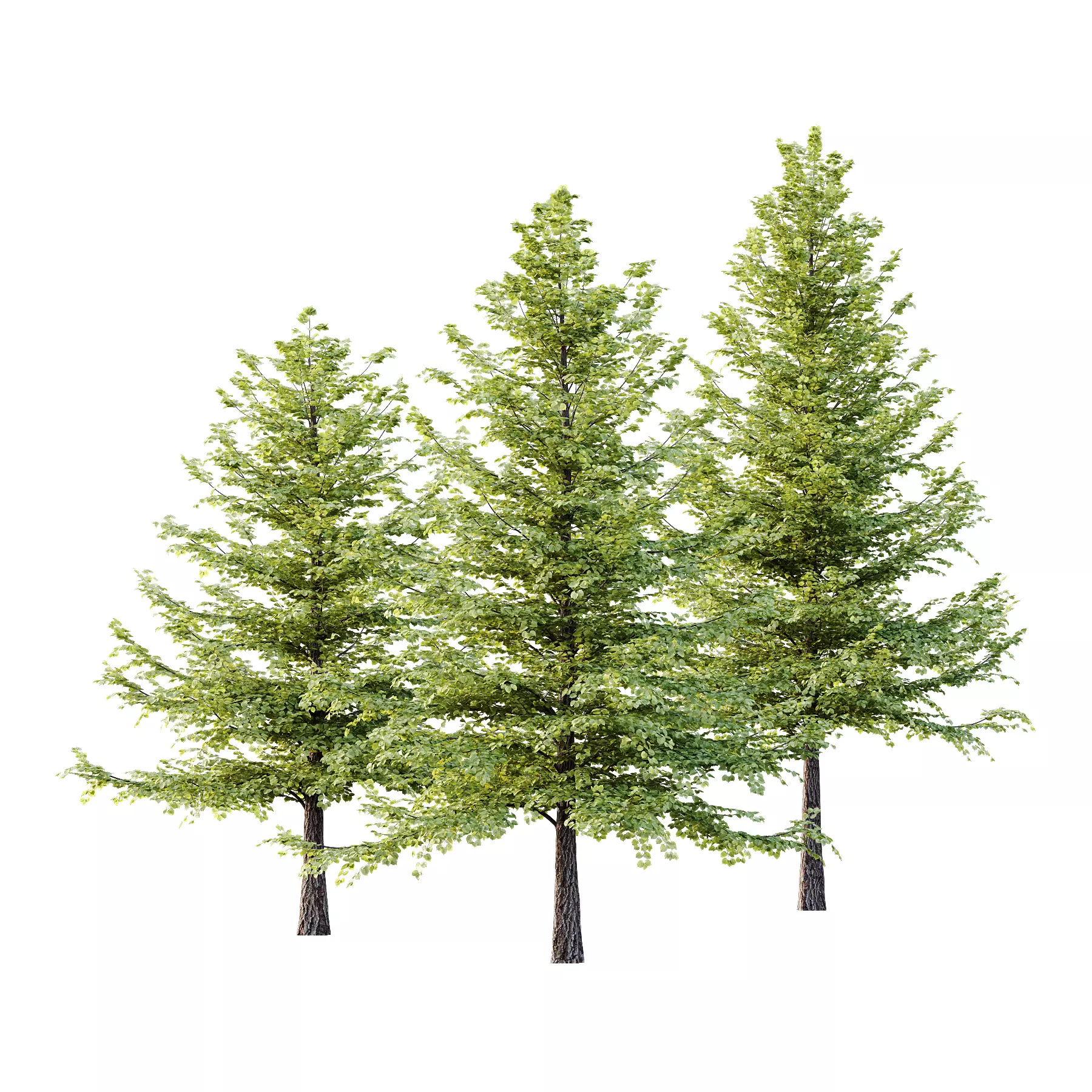 Tilia platyphyllos Tree 09 3D model_0