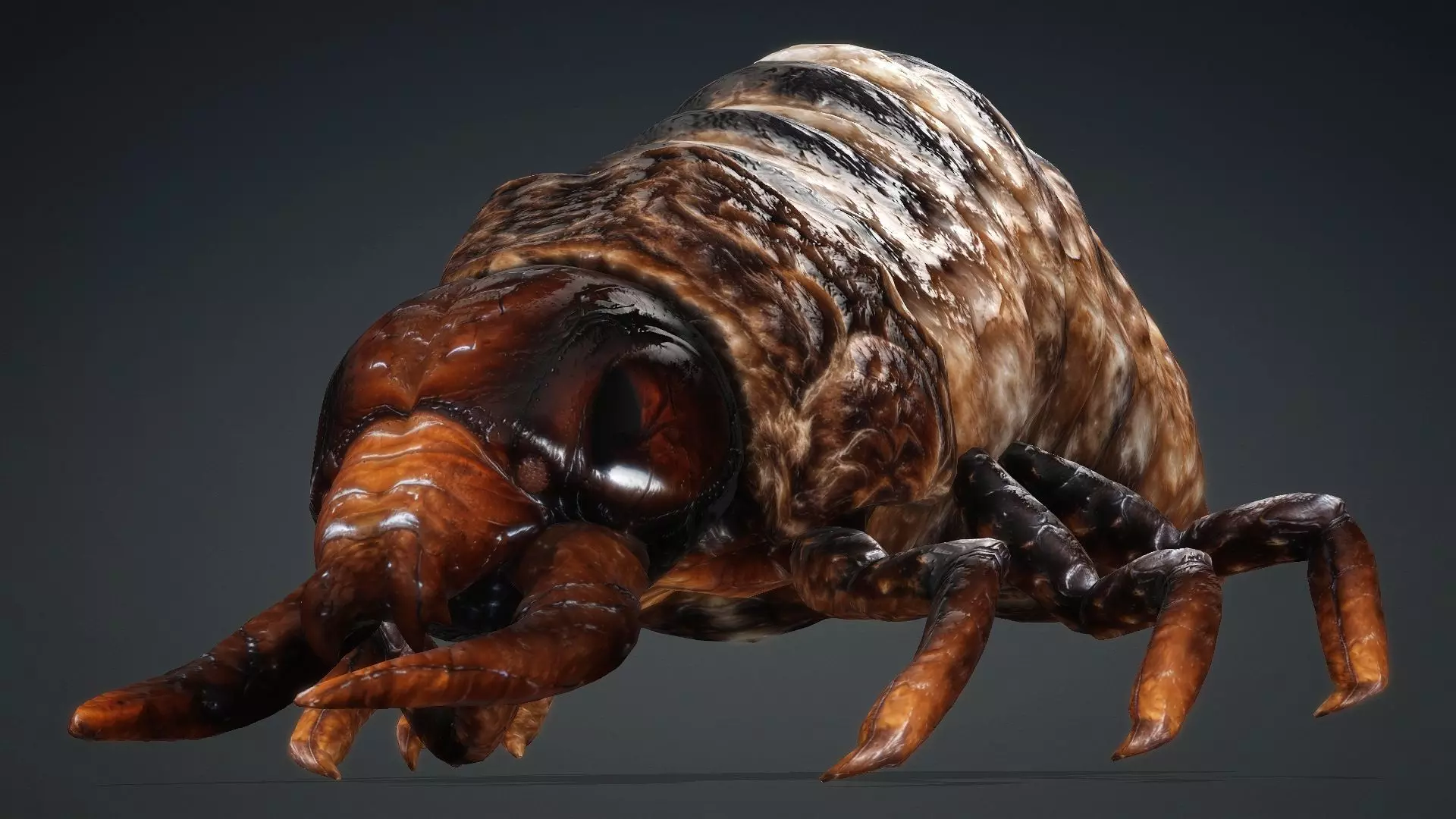 Larval-V1c 3D model_7