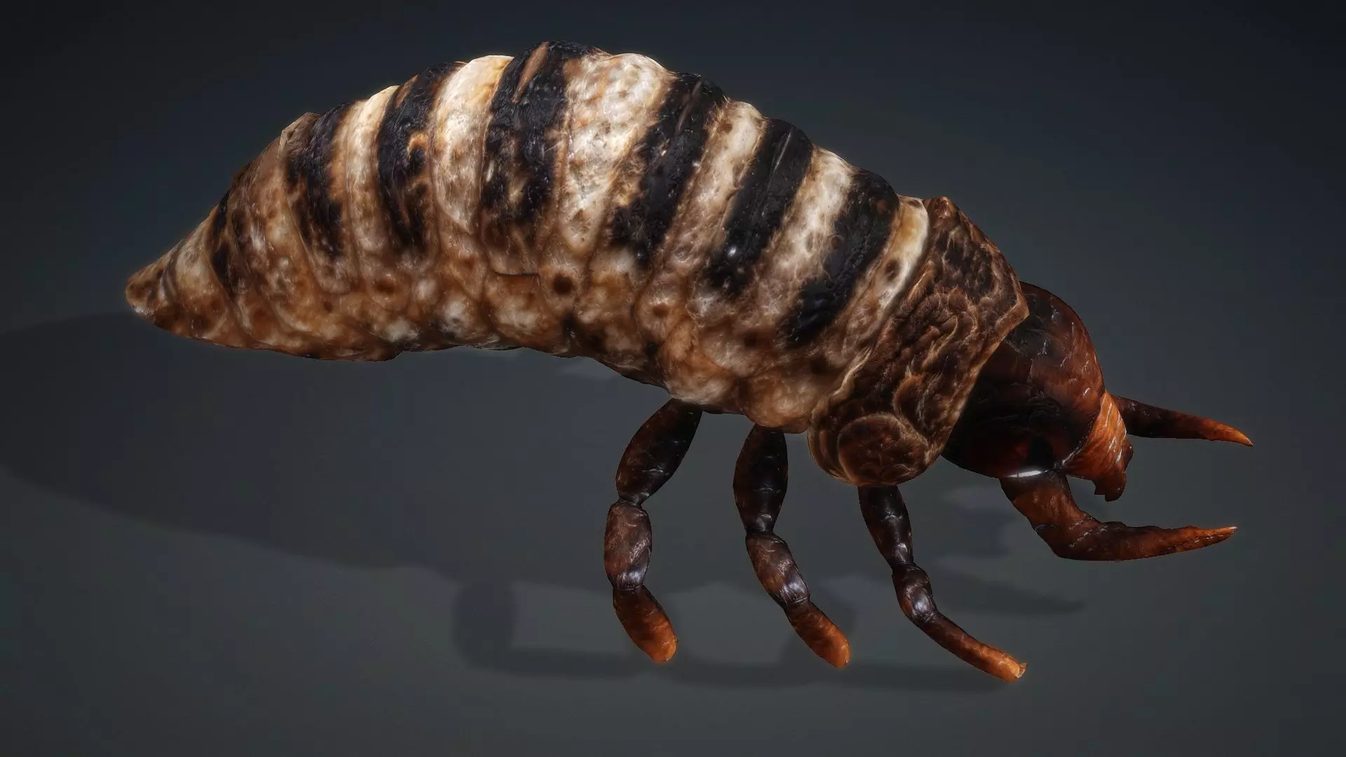 Larval-V1c 3D model_10