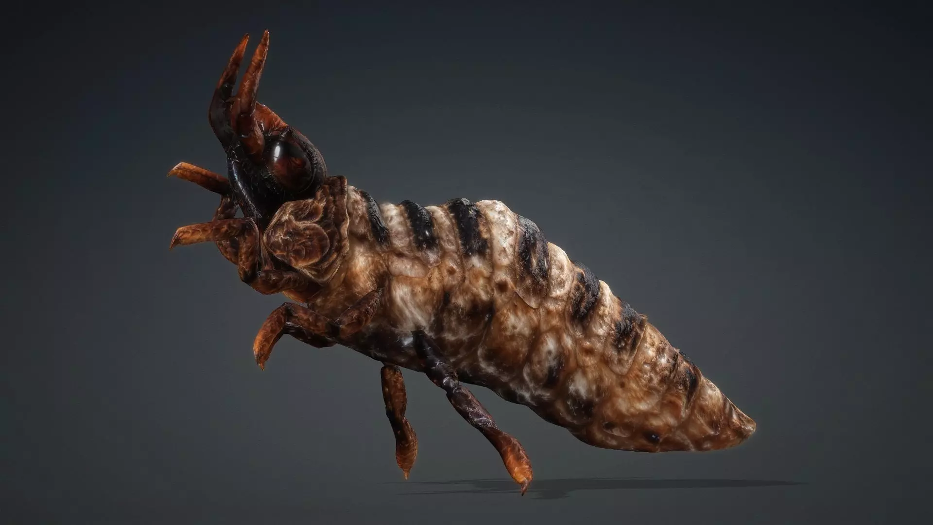 Larval-V1c 3D model_8