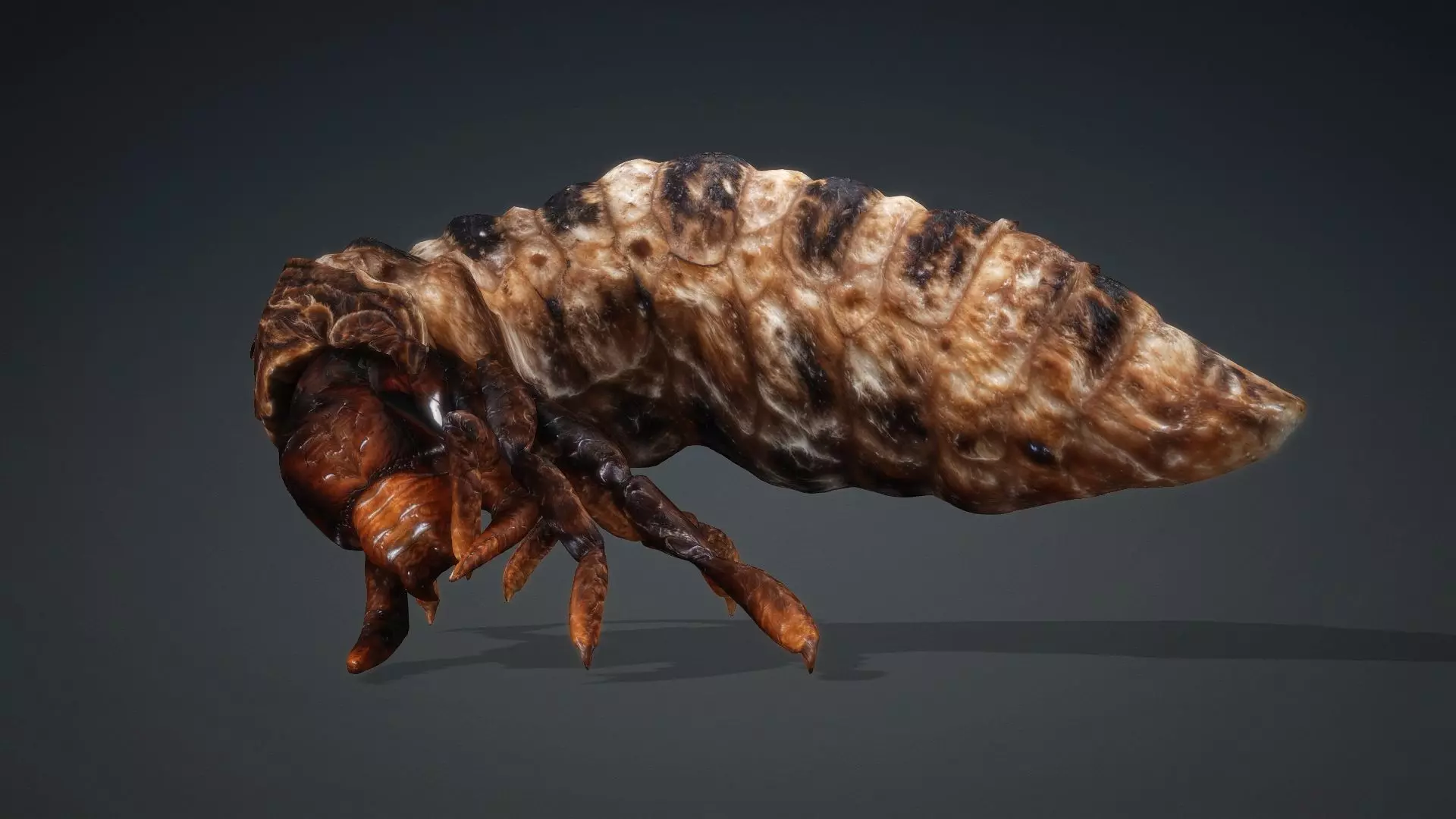 Larval-V1c 3D model_3