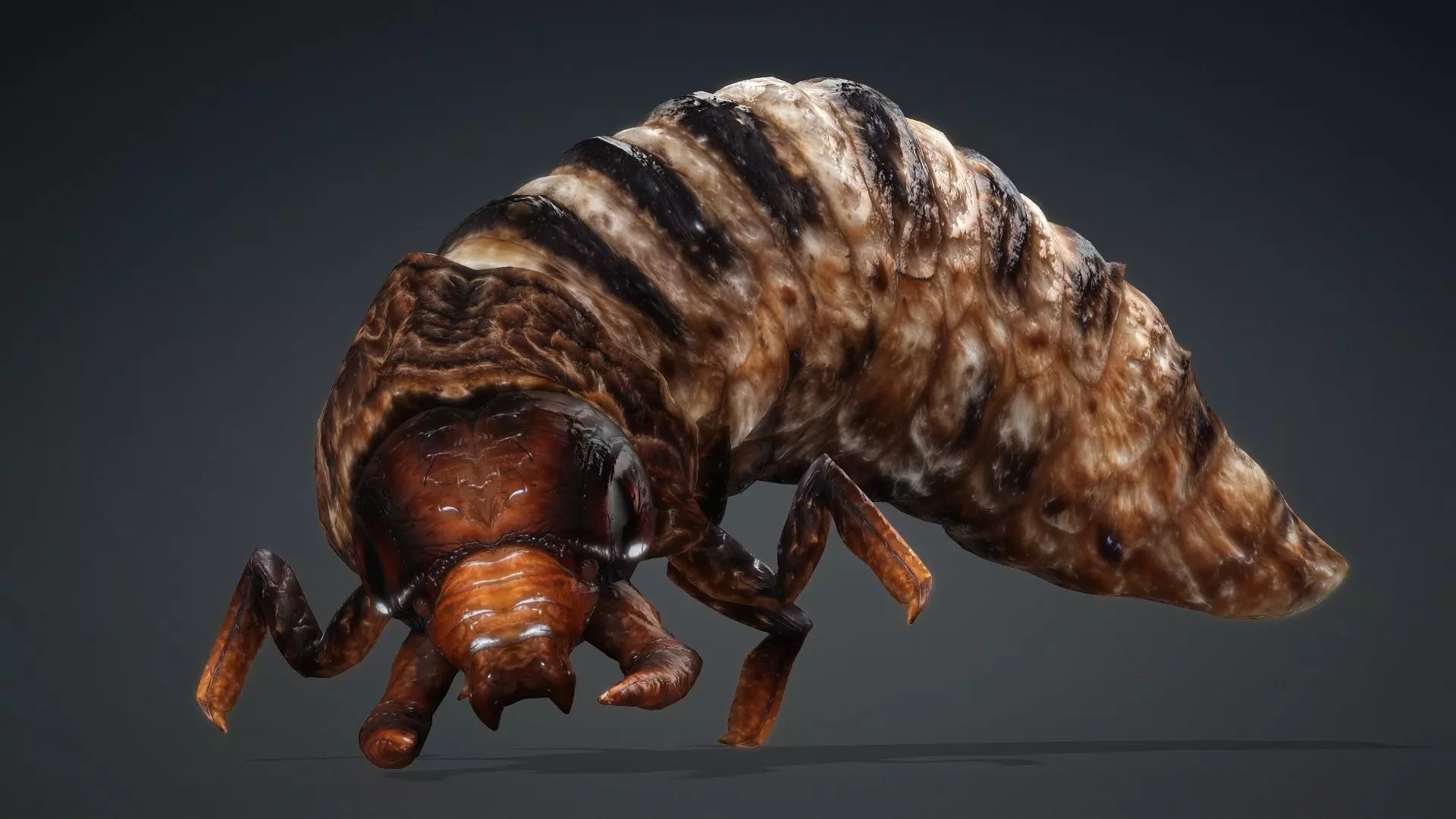 Larval-V1c 3D model_13