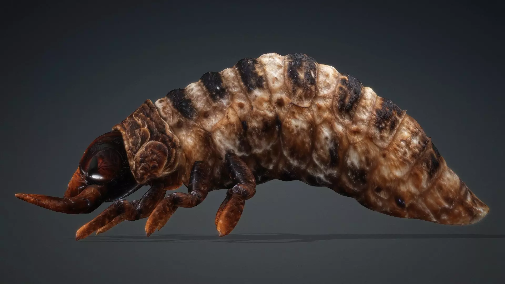 Larval-V1c 3D model_9