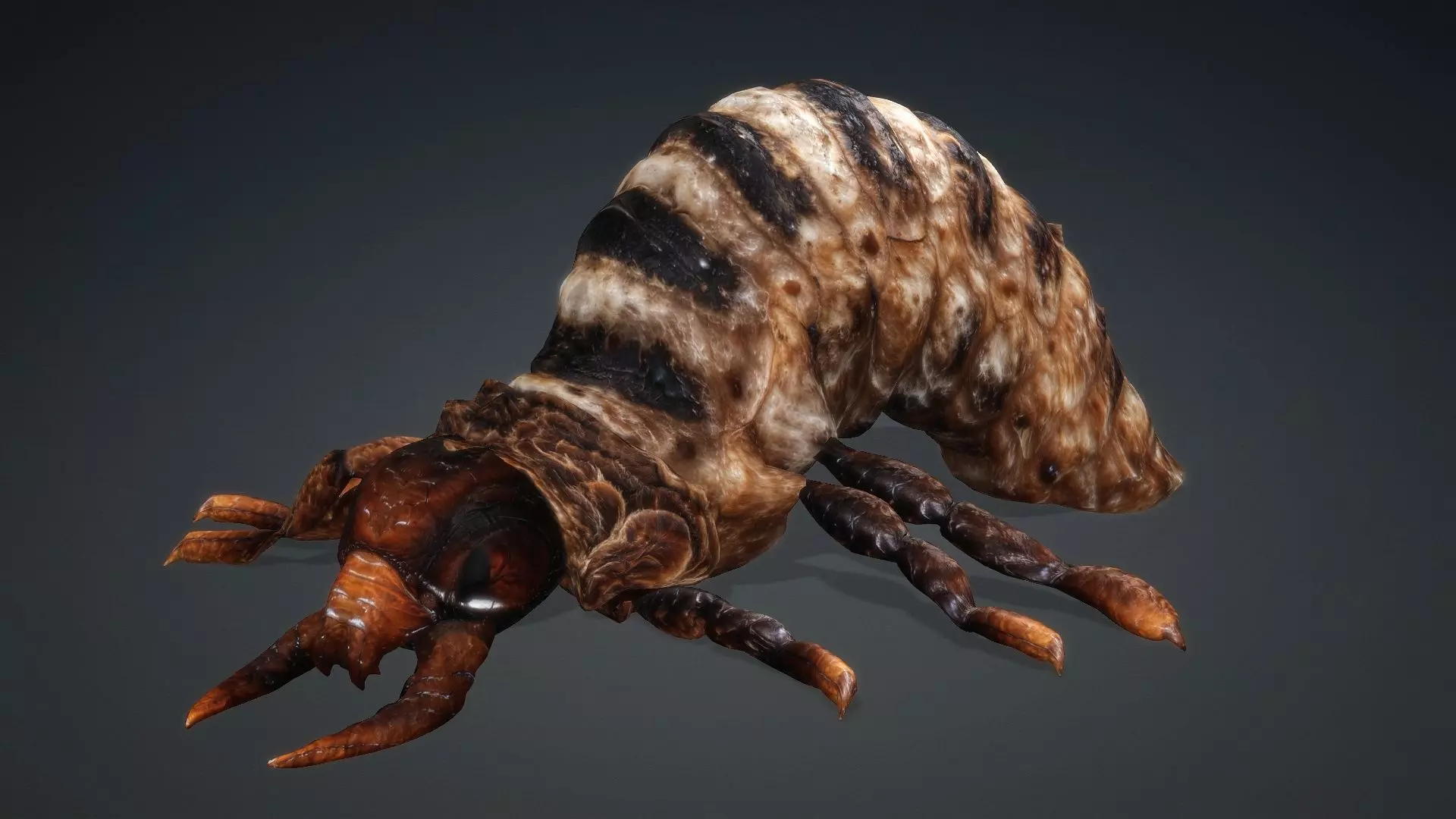 Larval-V1c 3D model_5