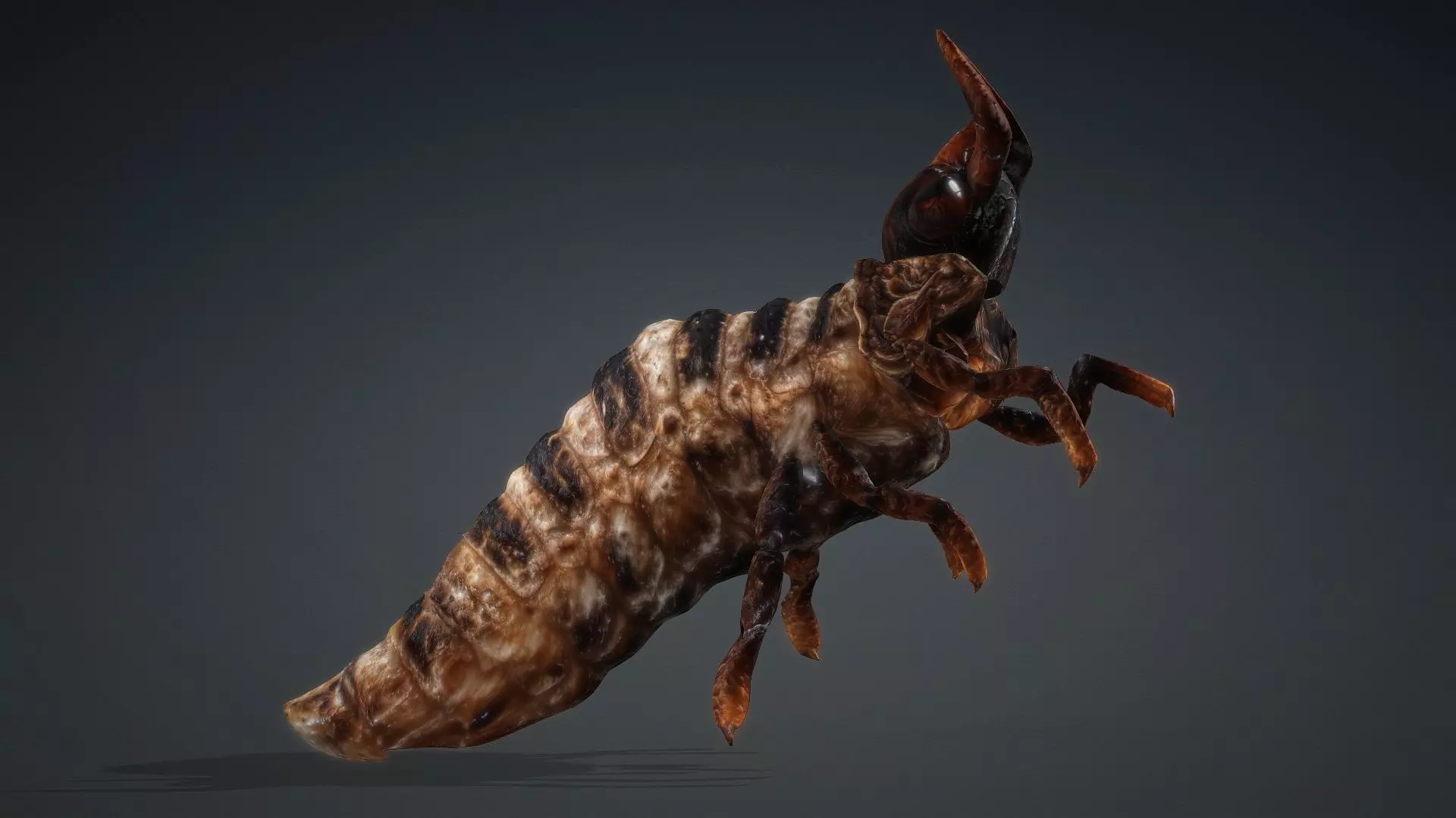 Larval-V1c 3D model_4