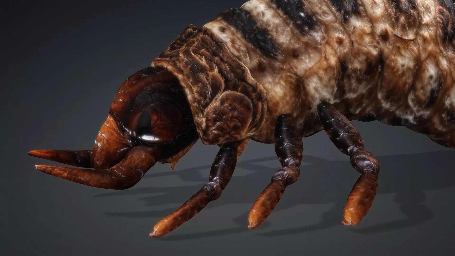 Larval-V1c 3D model_12