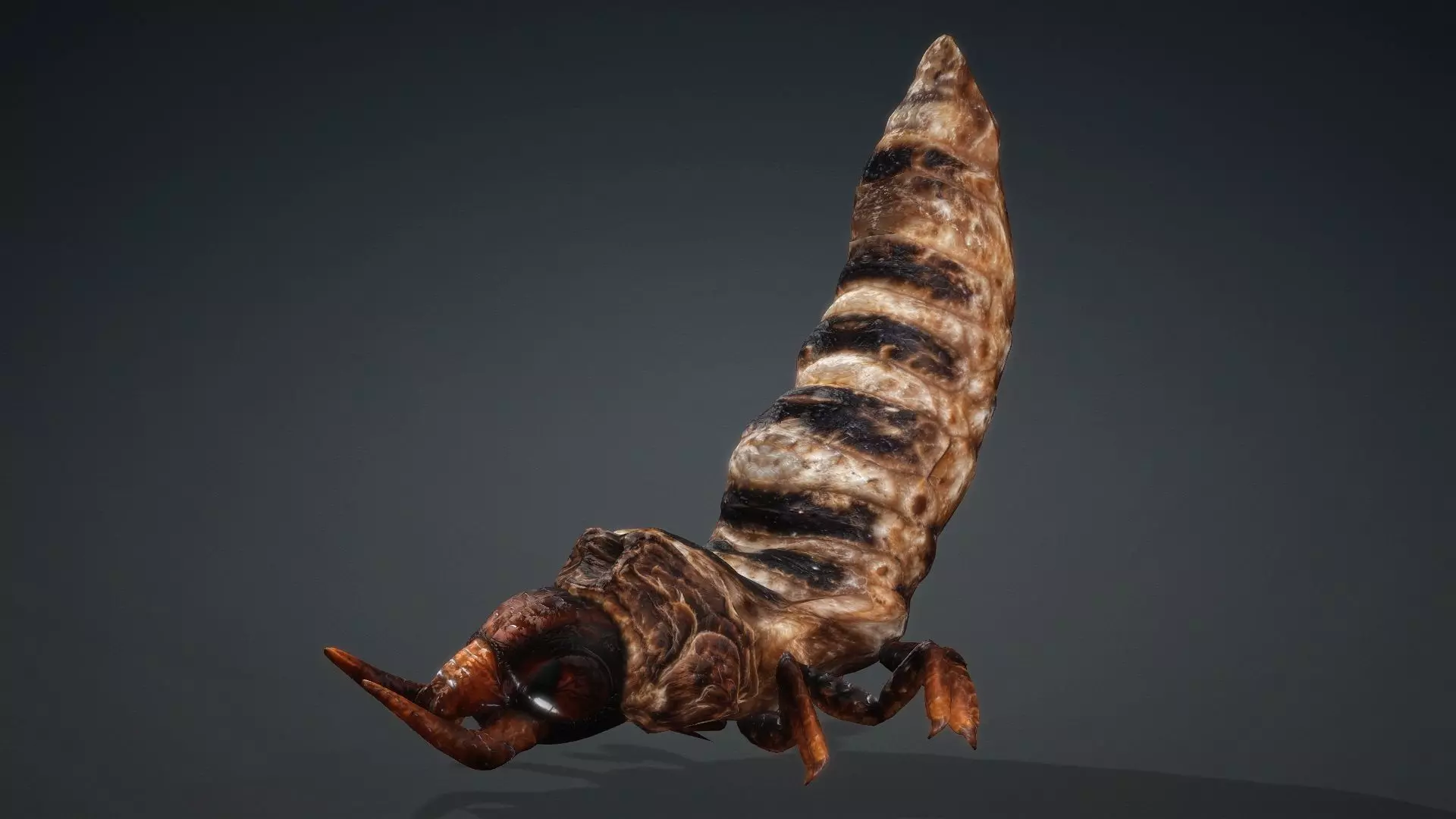 Larval-V1c 3D model_15